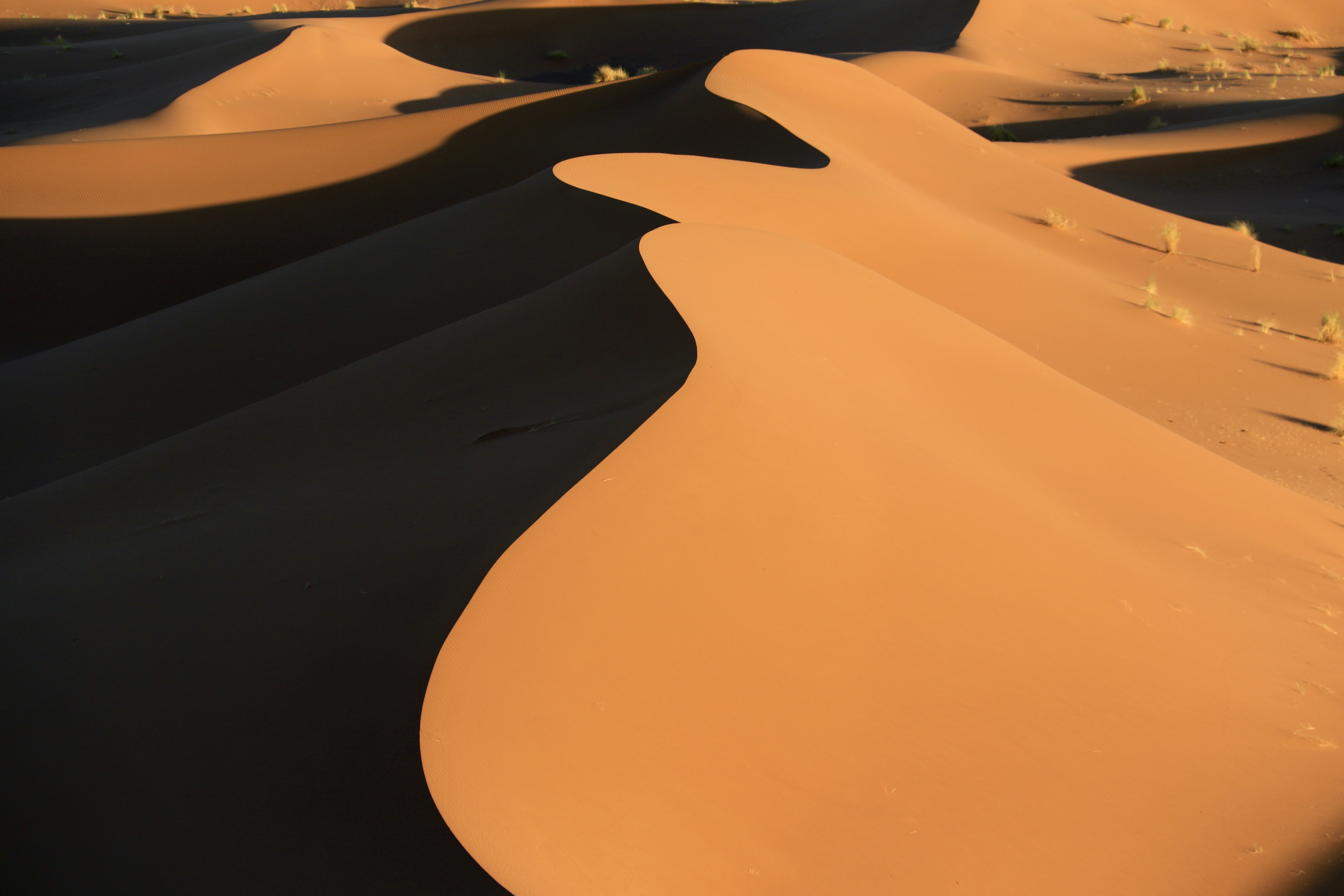 141698 télécharger l'image relief, dune, nature, sable, désert, soulagement, barkhan - fonds d'écran et économiseurs d'écran gratuits