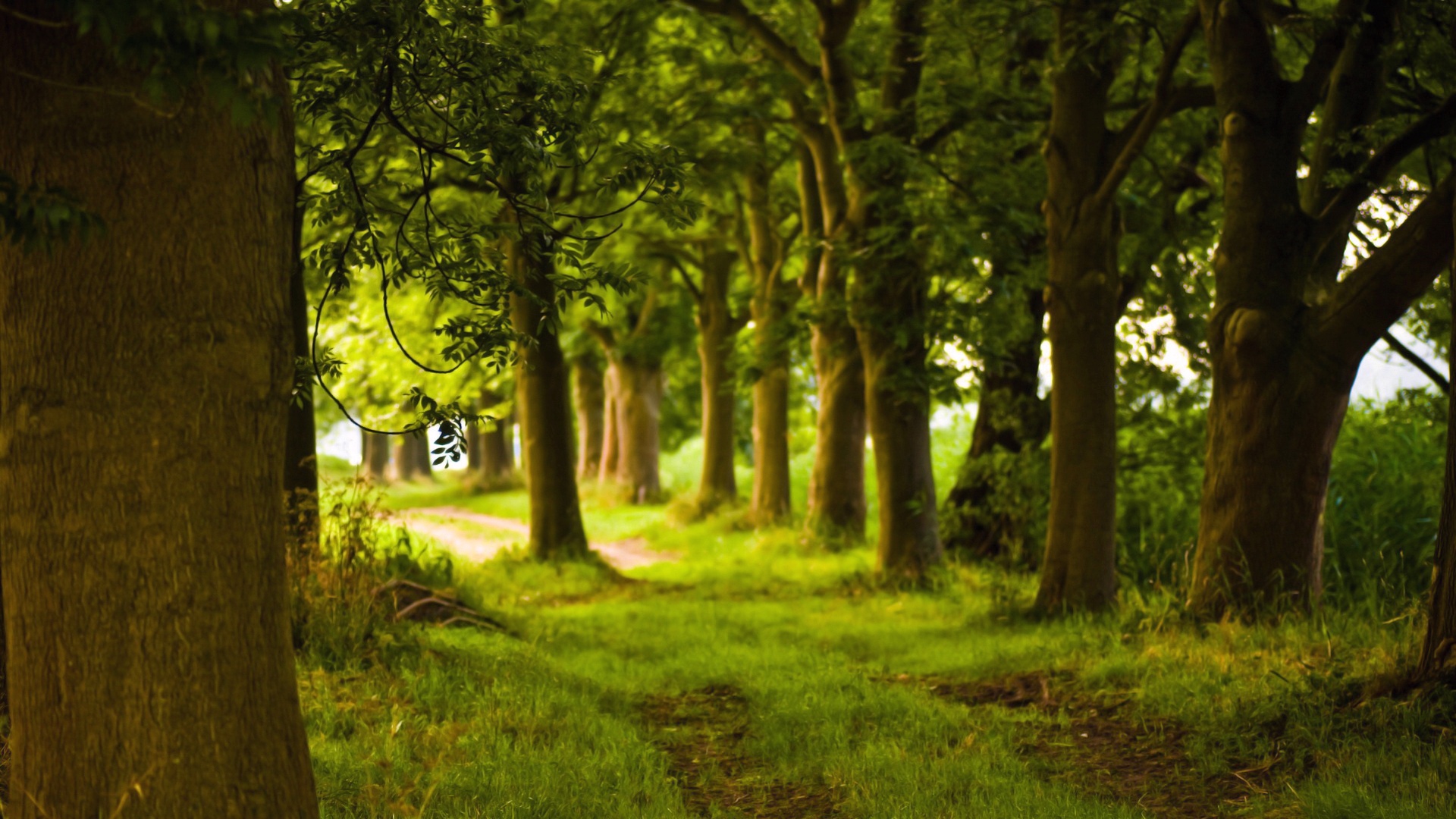 Téléchargez des papiers peints mobile Arbre, Terre/nature gratuitement.