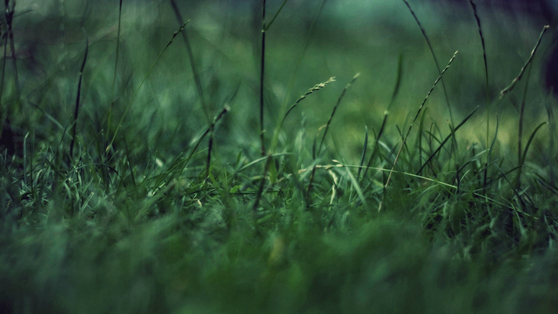 Laden Sie das Natur, Nahansicht, Gras, Erde/natur-Bild kostenlos auf Ihren PC-Desktop herunter