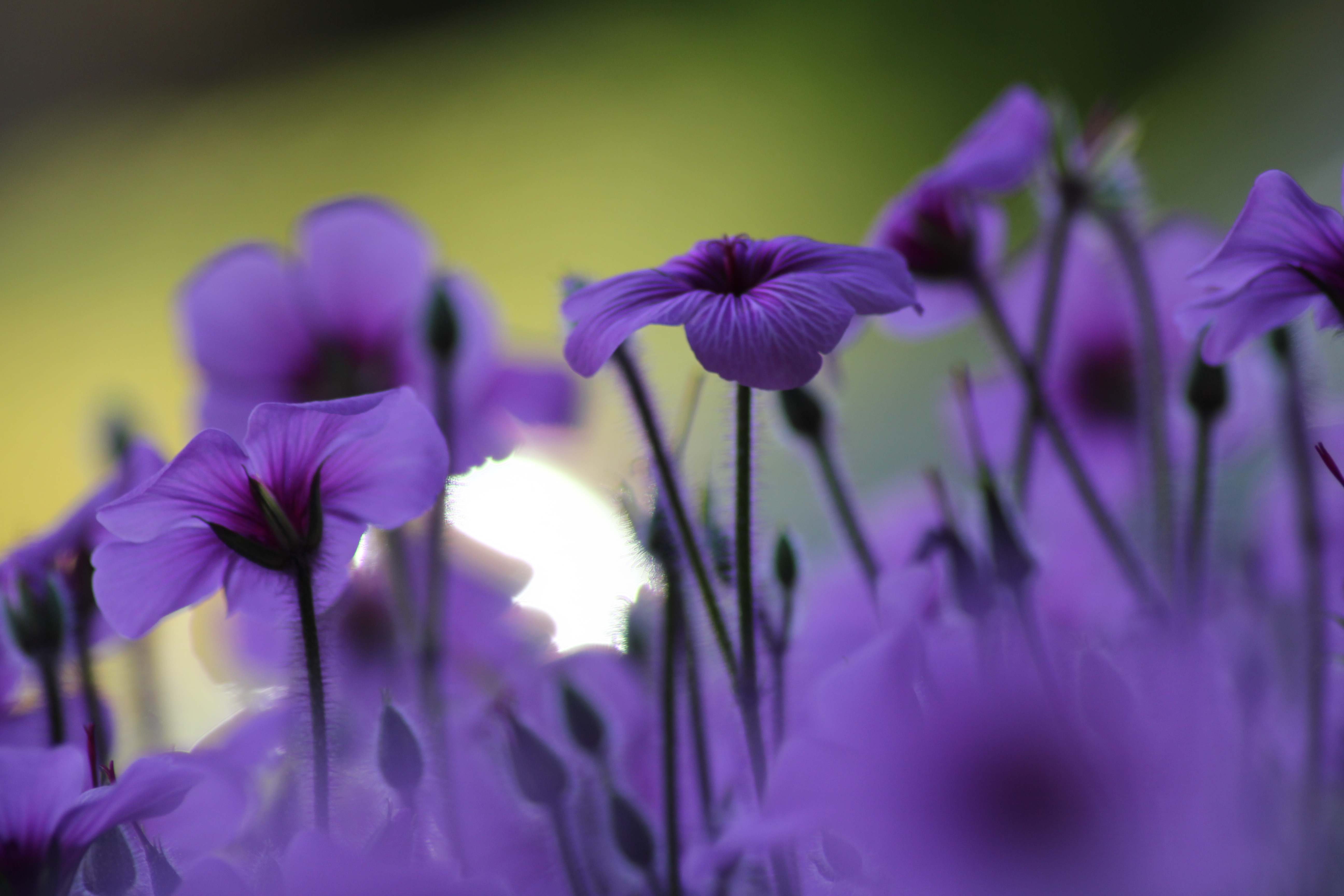 Descarga gratuita de fondo de pantalla para móvil de Flores, Flor, Tierra/naturaleza.