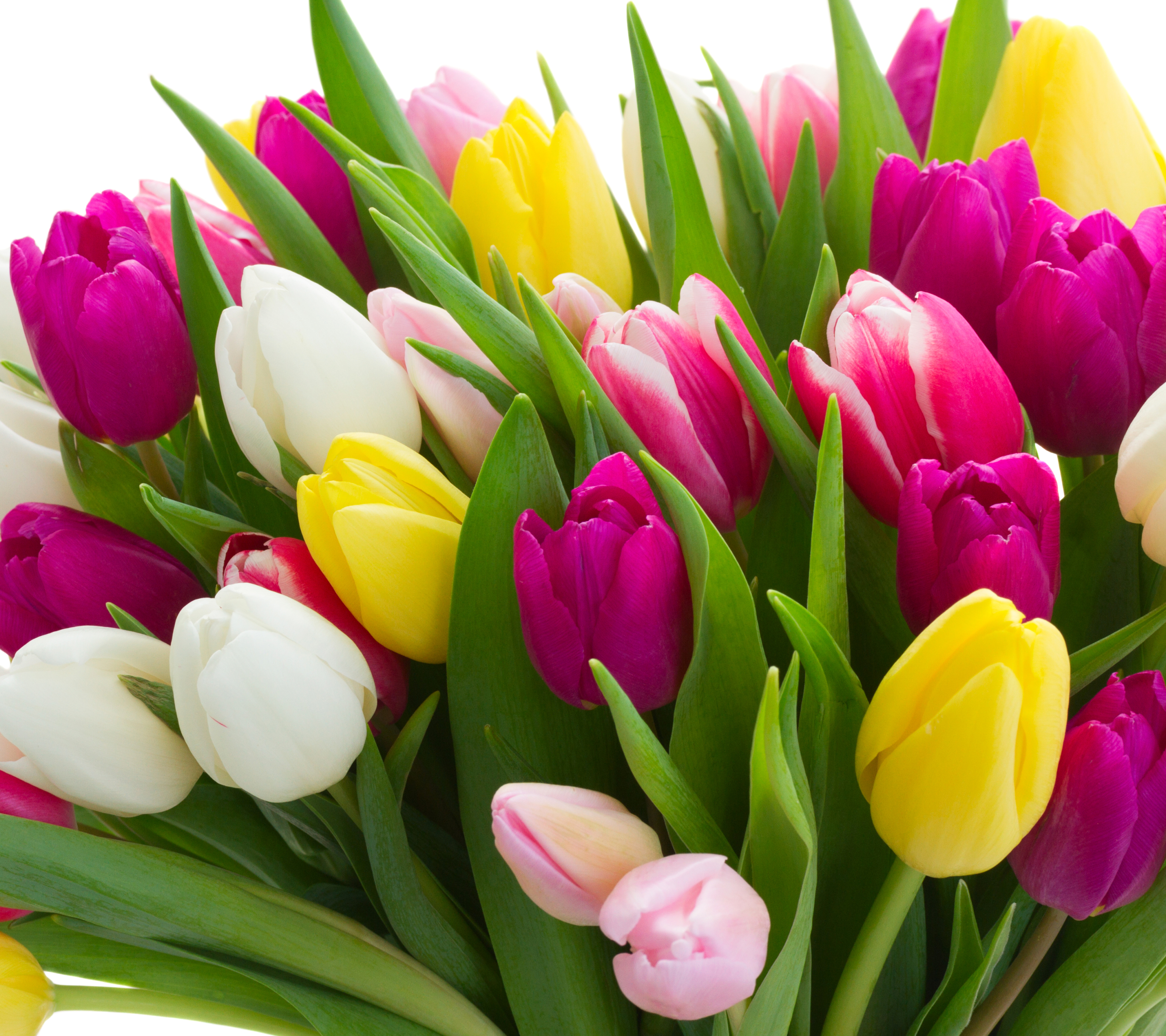 Laden Sie das Natur, Blumen, Strauß, Farben, Bunt, Tulpe, Gelbe Blume, Weiße Blume, Lila Blume, Erde/natur-Bild kostenlos auf Ihren PC-Desktop herunter