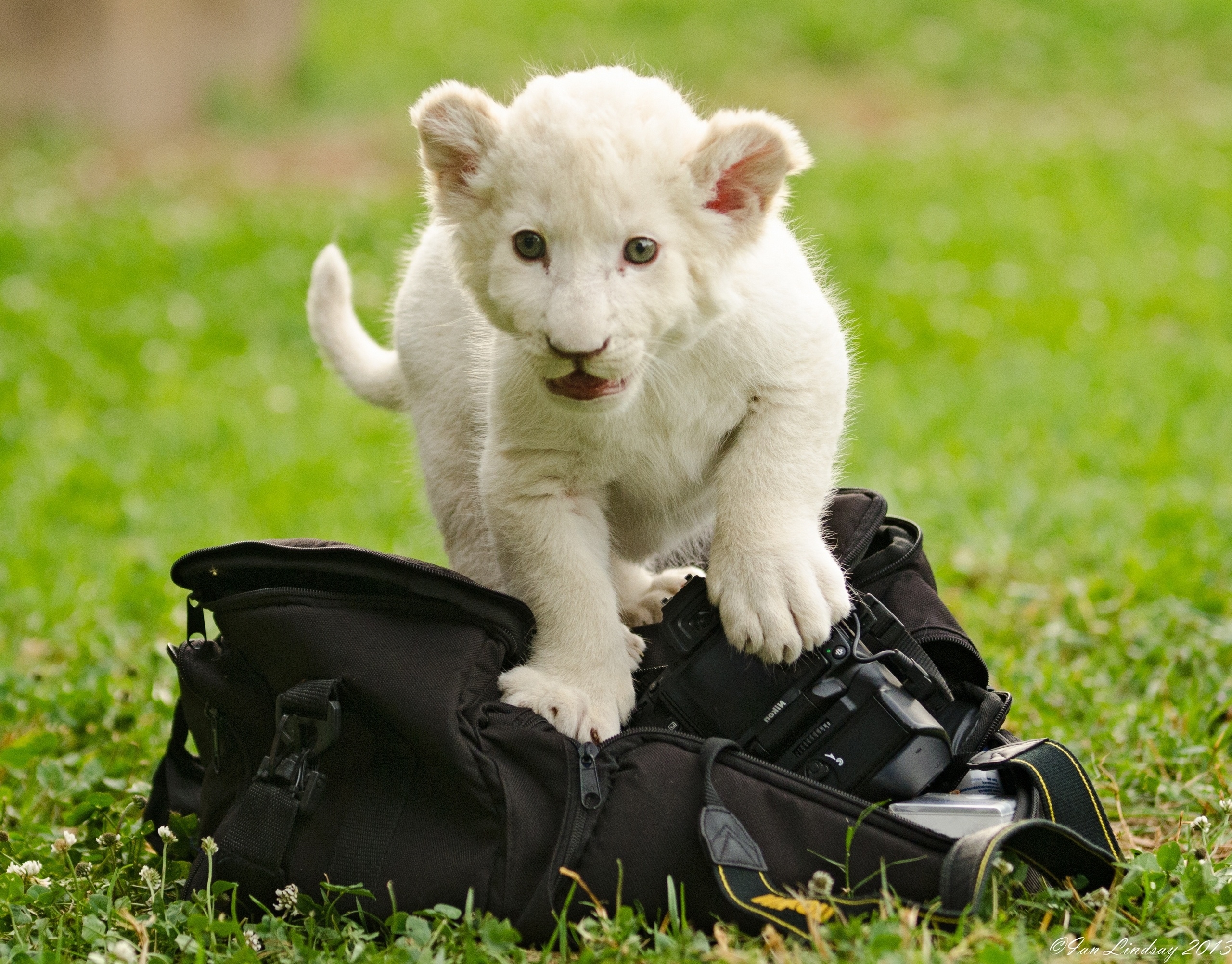 117754 скачать обои котёнок, львёнок, животные, сумка - заставки и картинки бесплатно