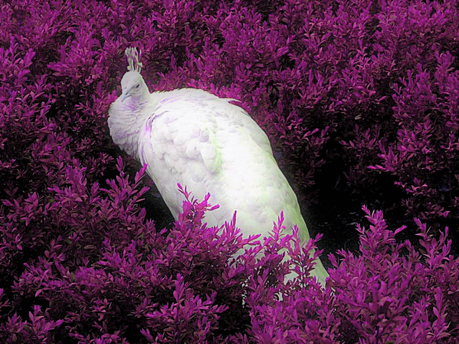 416191 Hintergrundbild herunterladen tiere, pfau, albino, vogel, lila, vögel - Bildschirmschoner und Bilder kostenlos
