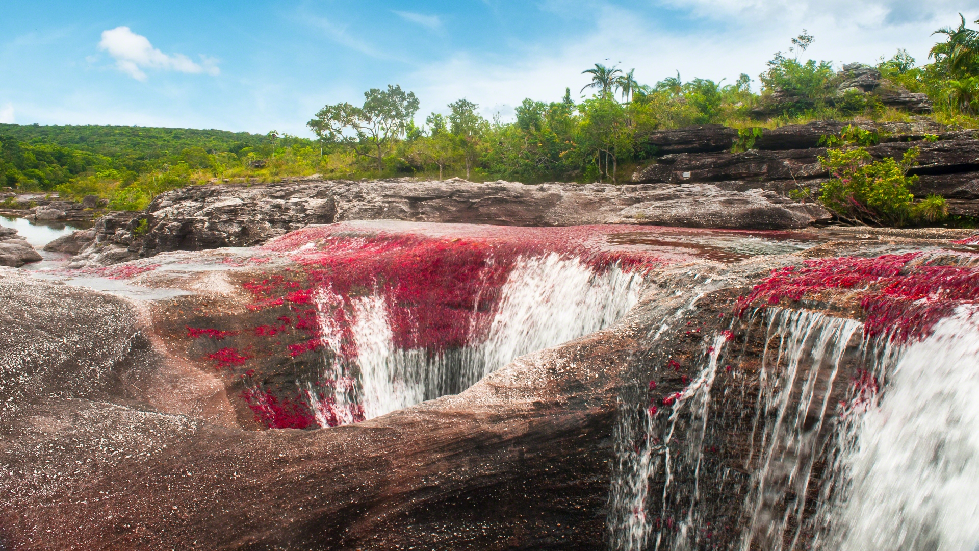 Meilleurs fonds d'écran Caño Cristales pour l'écran du téléphone