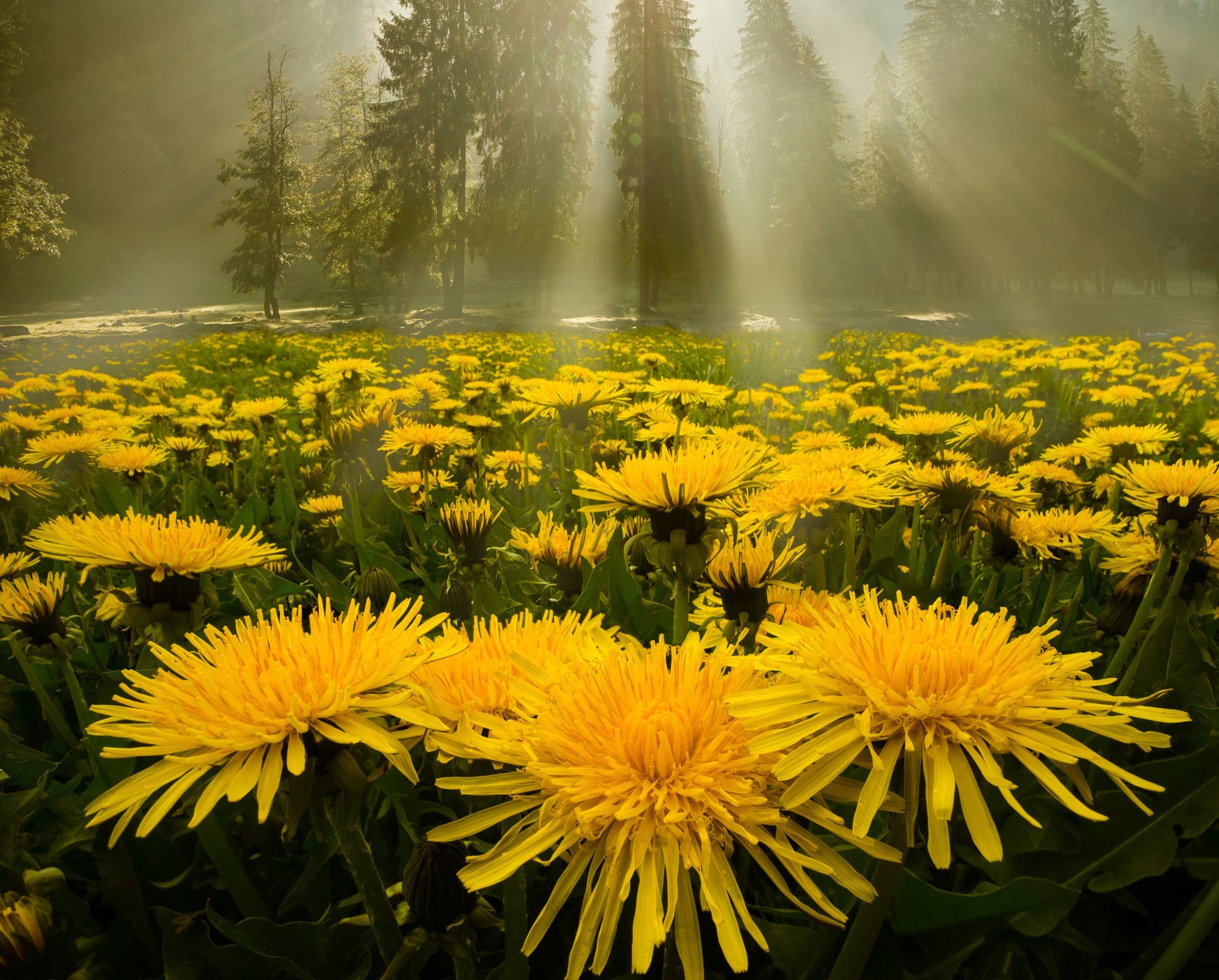 Laden Sie das Natur, Löwenzahn, Sommer, Blume, Baum, Gelbe Blume, Sonnenstrahl, Erde/natur-Bild kostenlos auf Ihren PC-Desktop herunter