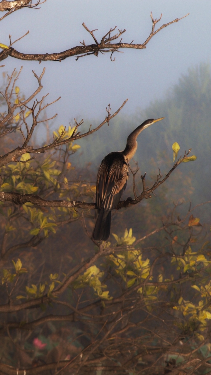 Download mobile wallpaper Birds, Bird, Branch, Animal, Cormorant for free.