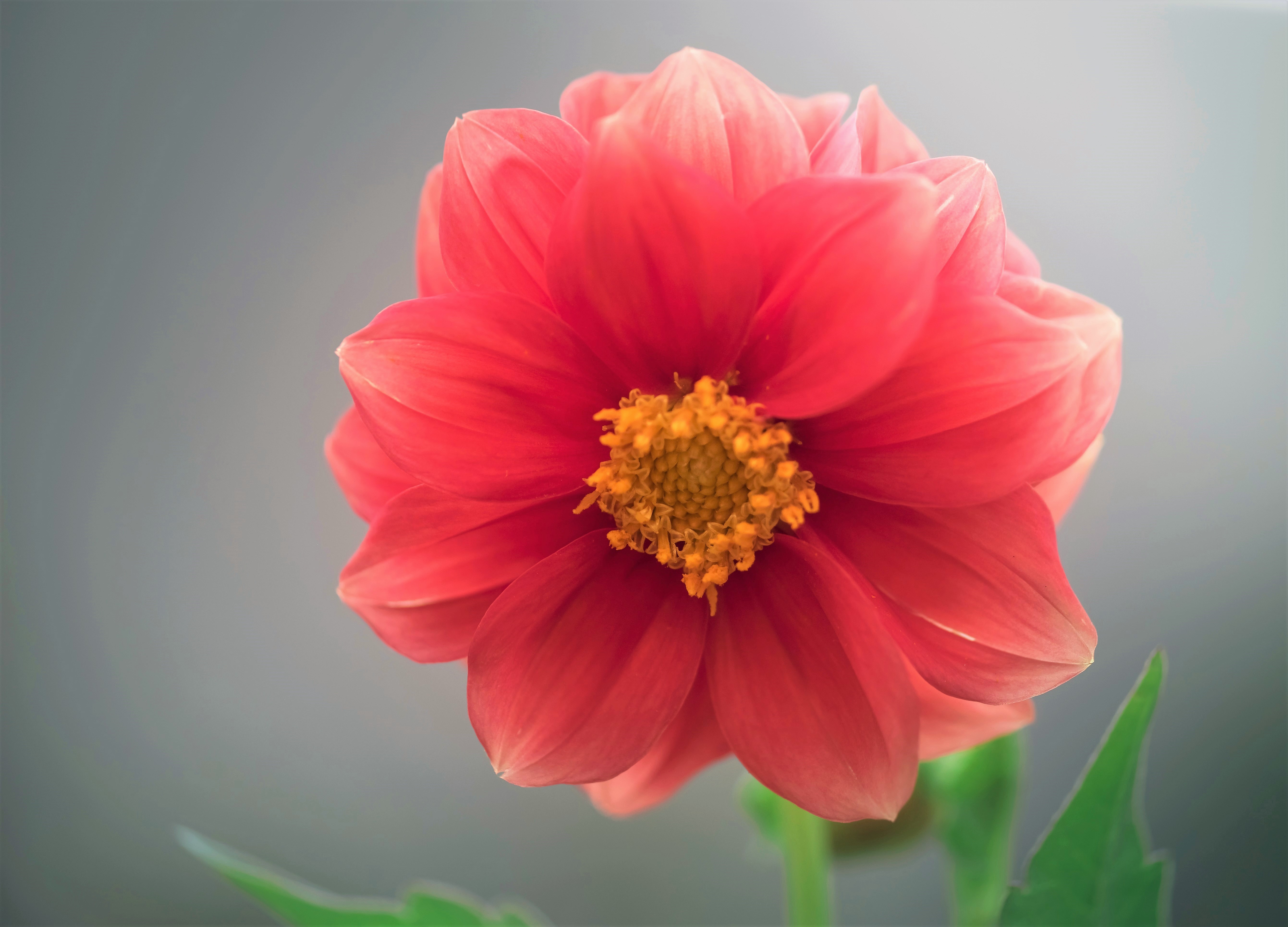 Free download wallpaper Flowers, Flower, Macro, Earth, Dahlia, Pink Flower on your PC desktop