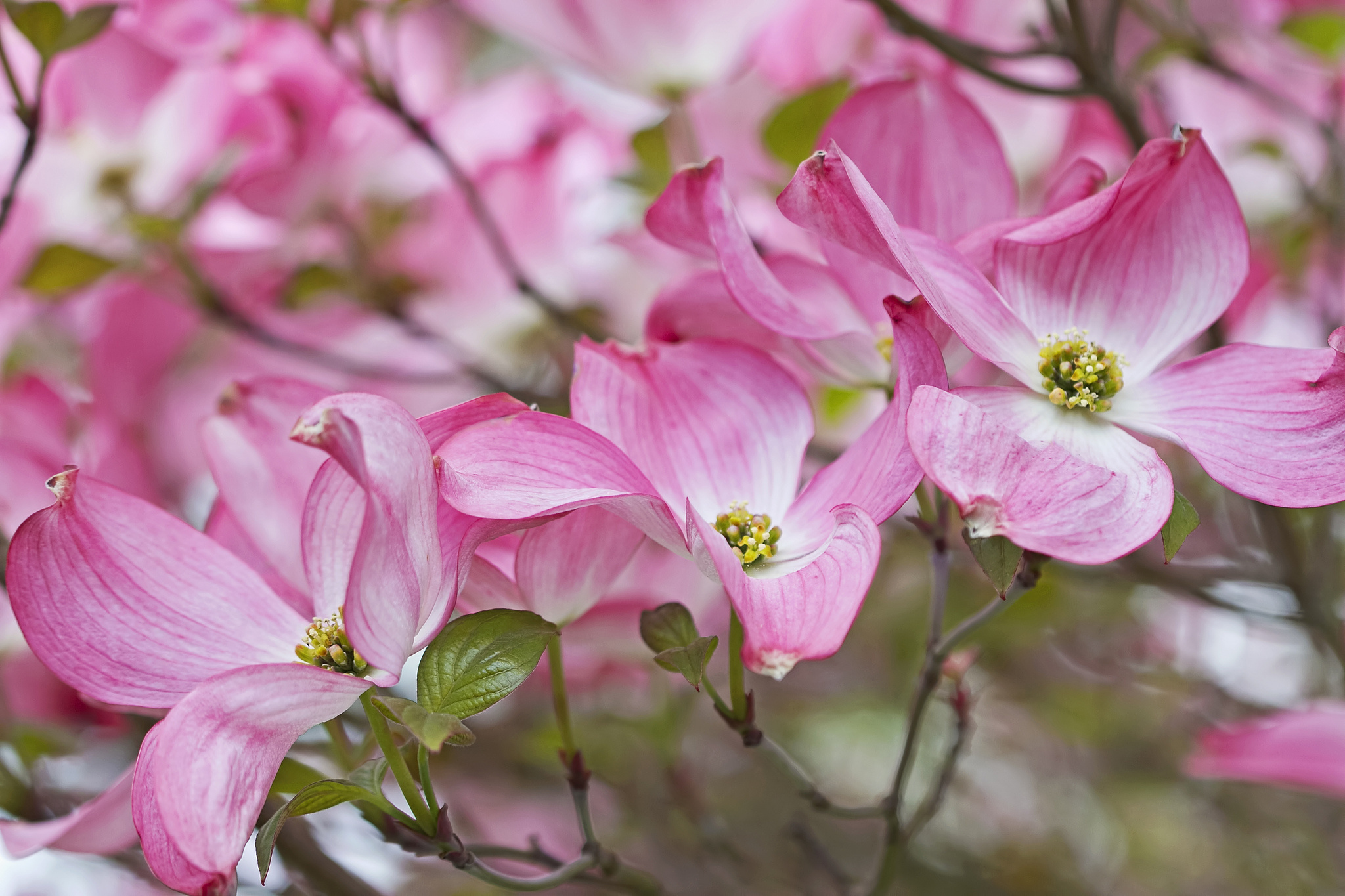 Téléchargez gratuitement l'image Fleurs, Fleur, Terre/nature sur le bureau de votre PC