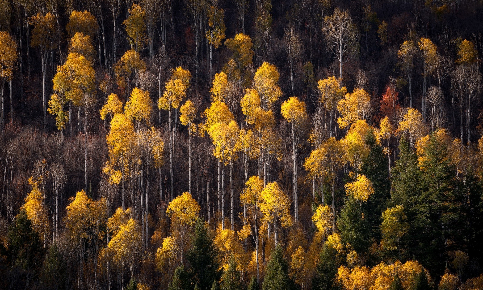 Téléchargez des papiers peints mobile Automne, Forêt, Arbre, Aérien, La Nature, Terre/nature gratuitement.