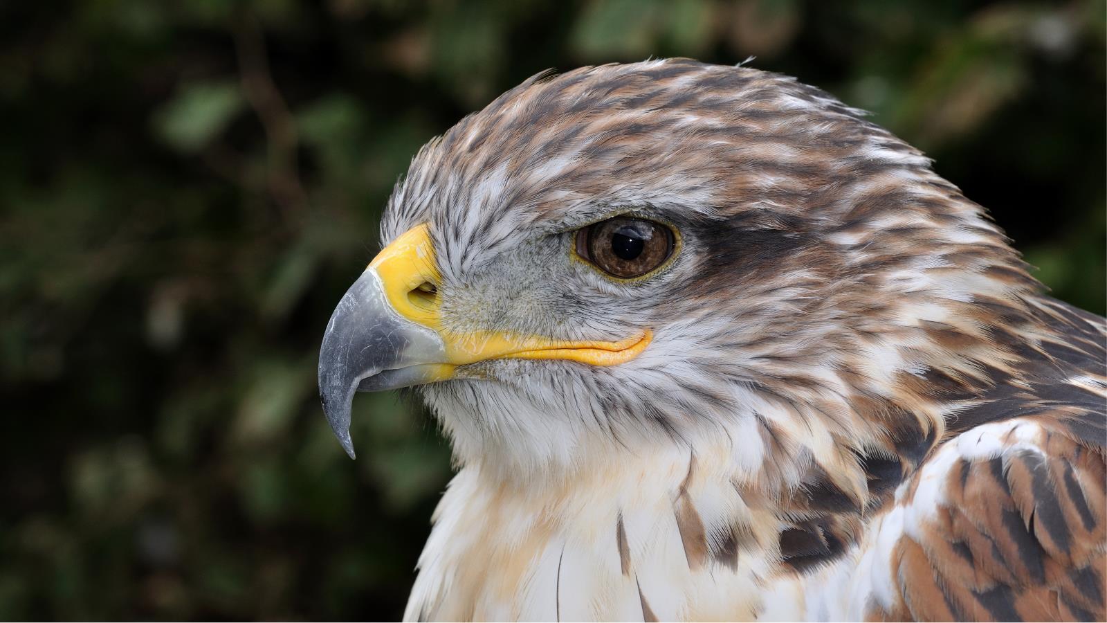 Baixar papel de parede para celular de Falcão, Aves, Animais gratuito.