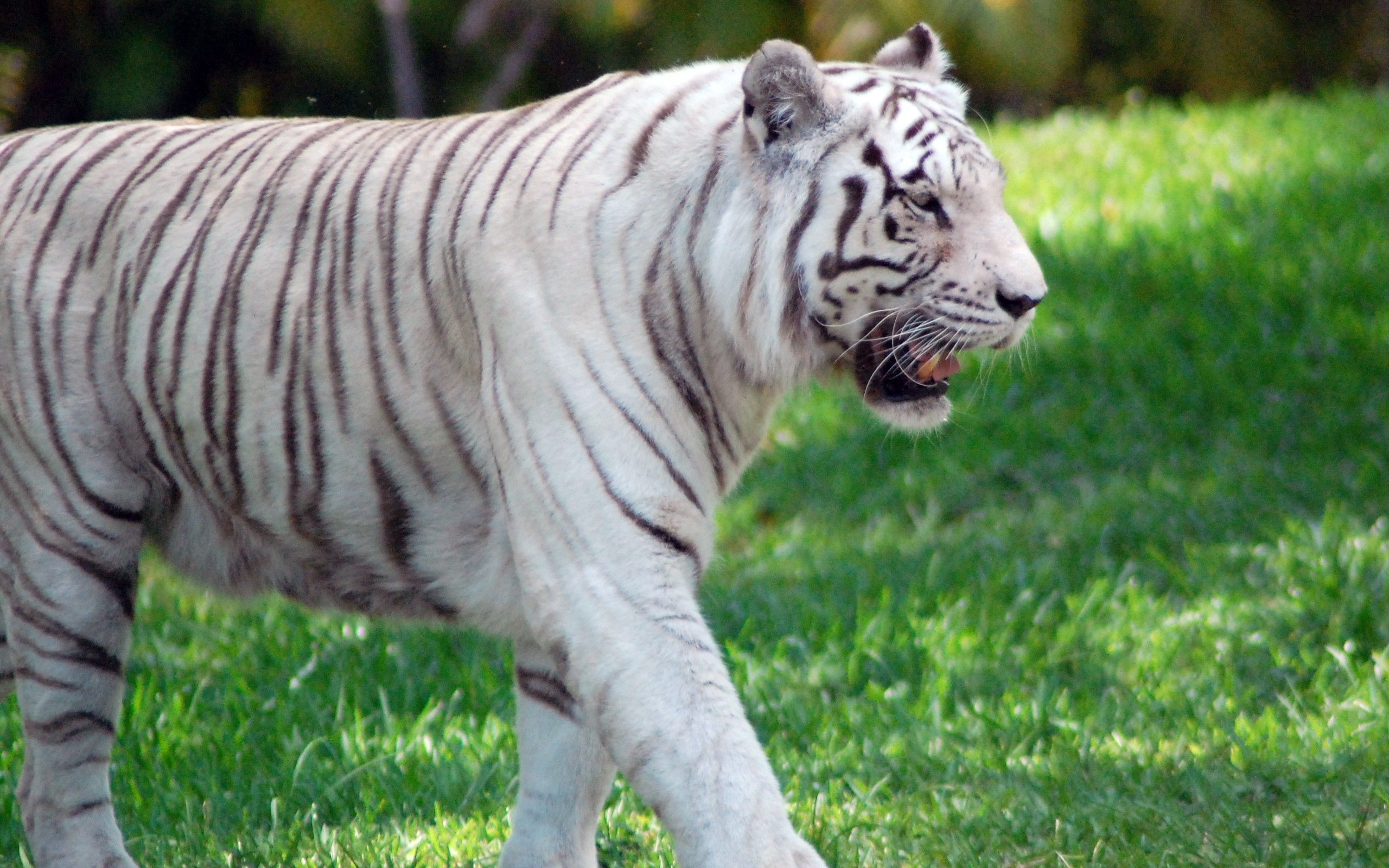 Descarga gratis la imagen Animales, Depredador, Gato Grande, Paseo, Hierba, Tigre en el escritorio de tu PC