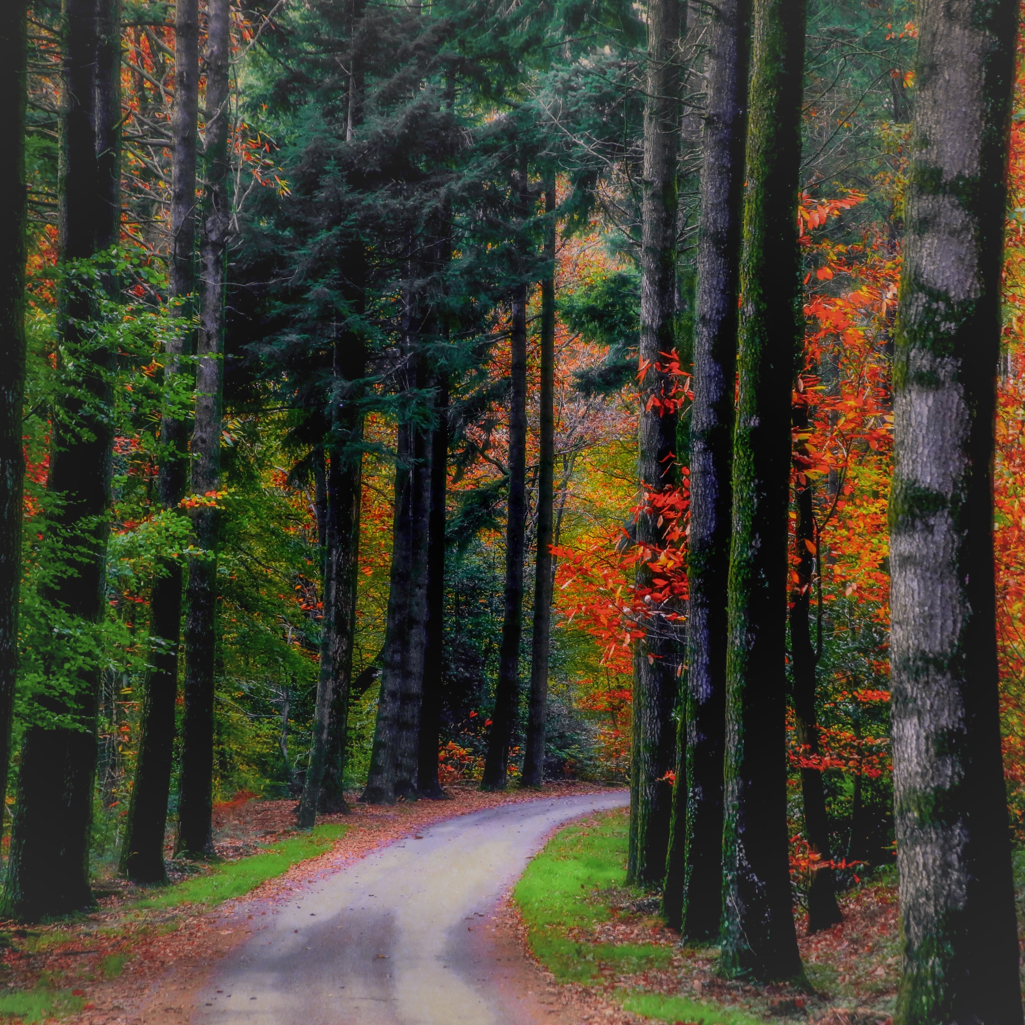 Handy-Wallpaper Natur, Herbst, Wald, Baum, Erde, Pfad, Weg, Erde/natur kostenlos herunterladen.