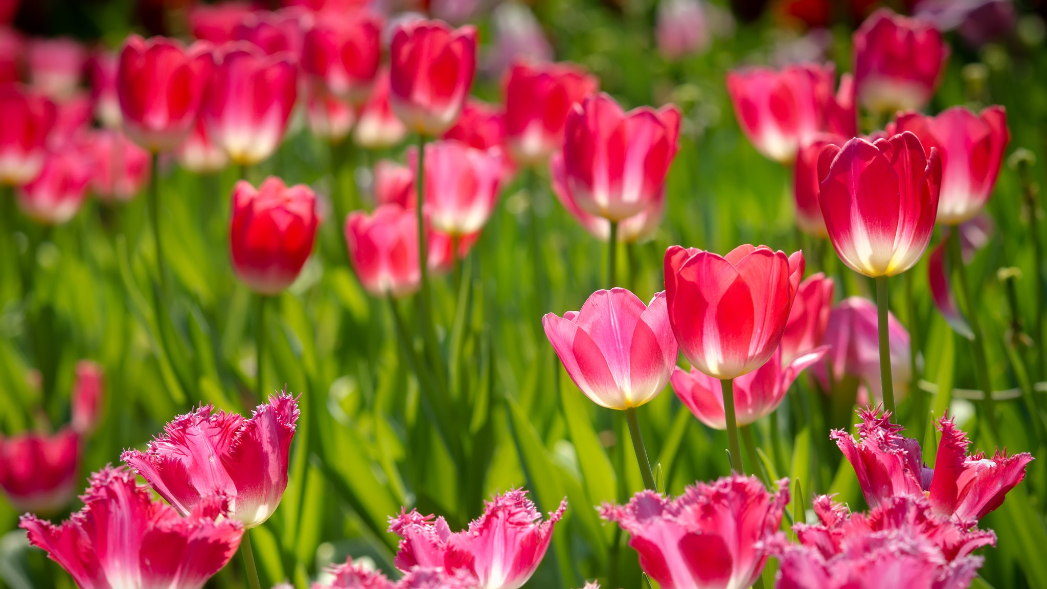 Free download wallpaper Flowers, Bud, Earth, Tulip, Pink Flower on your PC desktop