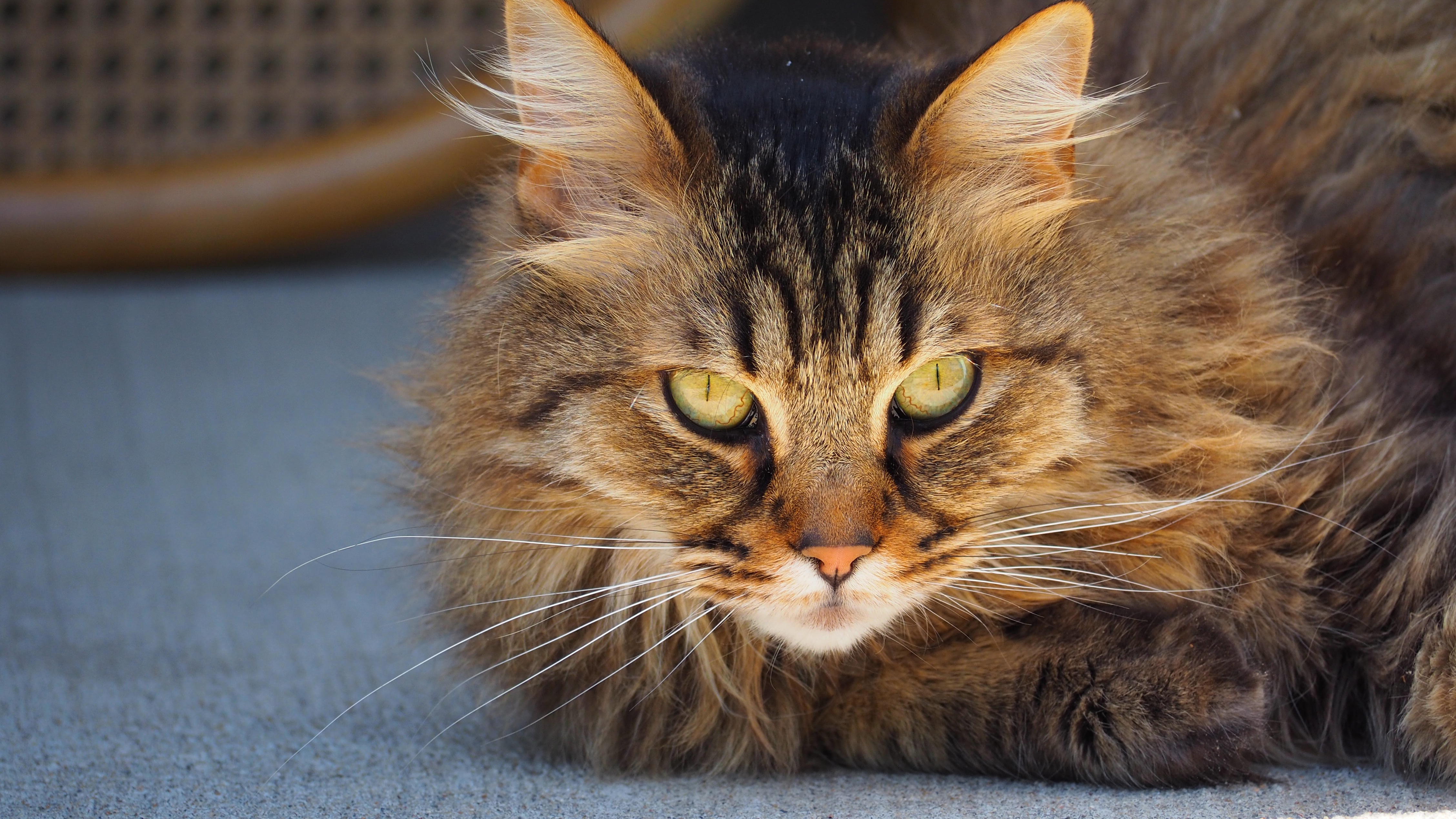 Baixar papel de parede para celular de Animais, Gatos, Gato, Olhos, Enfrentar gratuito.