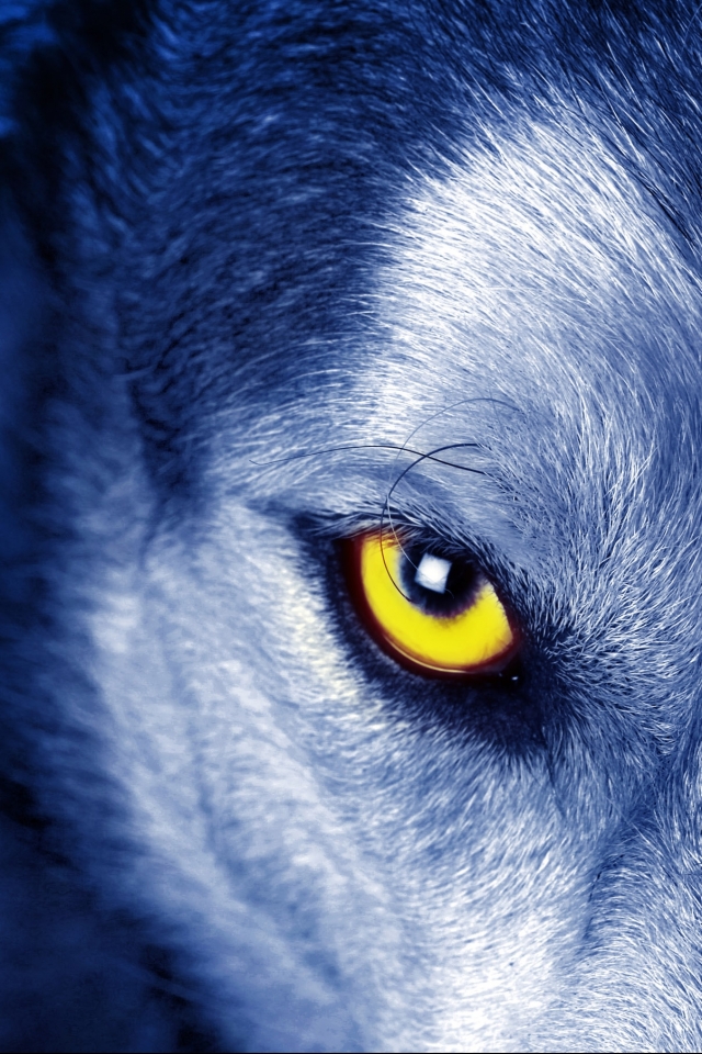 Handy-Wallpaper Tiere, Wolf, Auge, Wolves kostenlos herunterladen.