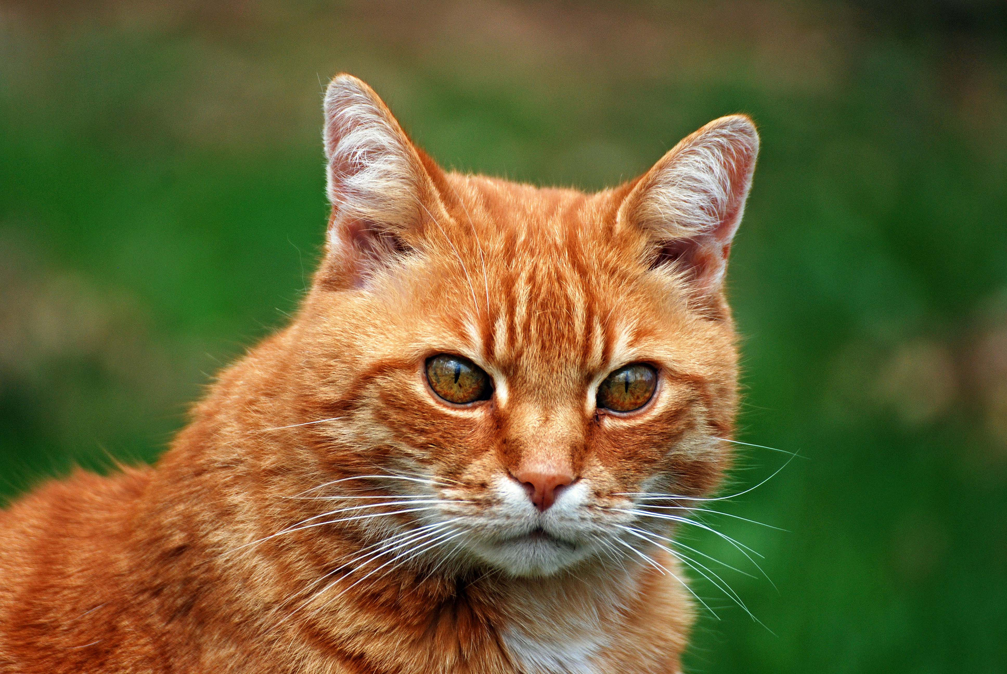 Laden Sie das Katze, Katzen, Tiere-Bild kostenlos auf Ihren PC-Desktop herunter