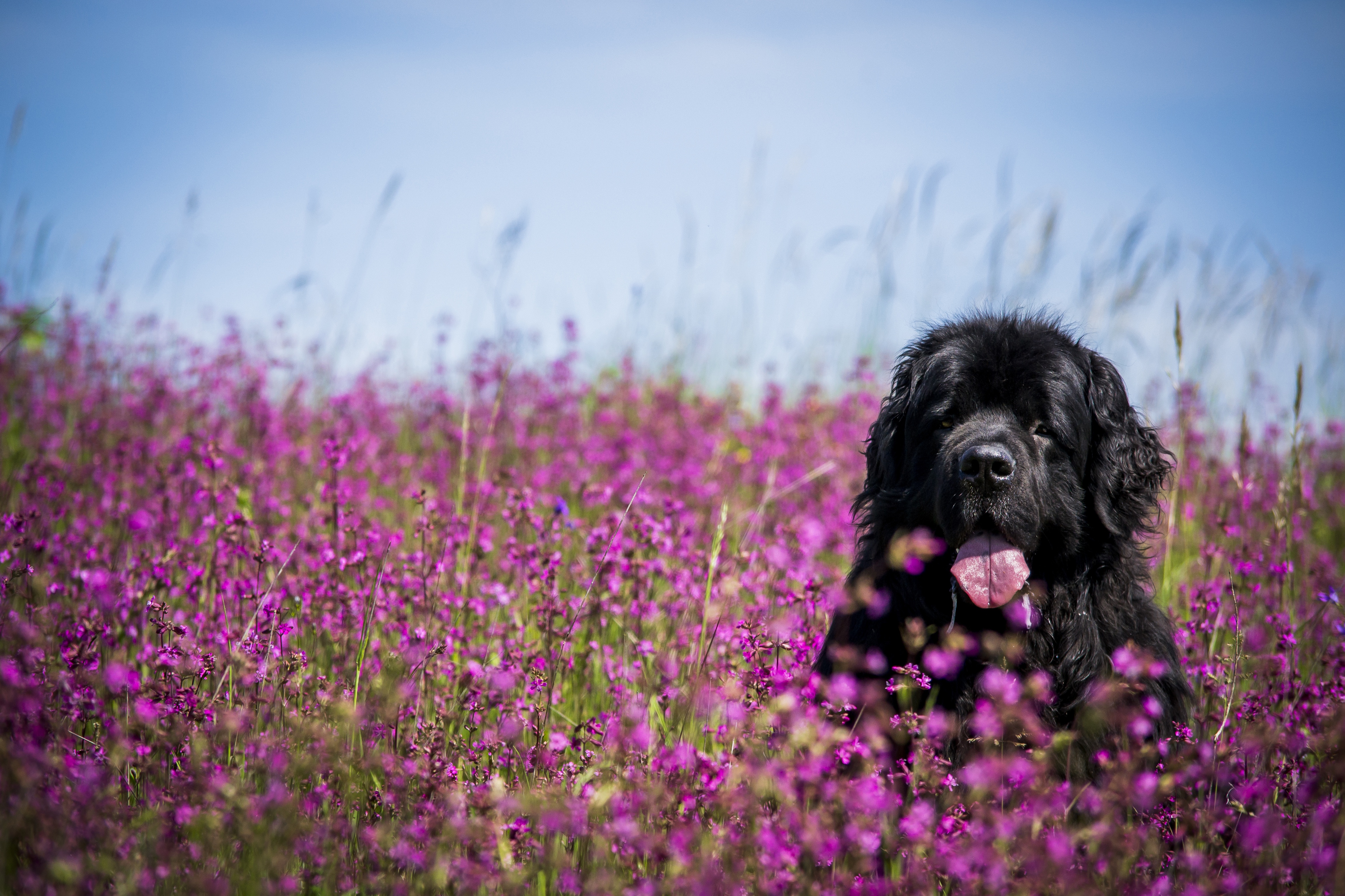 394542 скачать обои животные, ньюфаундленд, собака, цветок, луга, морда, фиолетовый цветок, собаки - заставки и картинки бесплатно