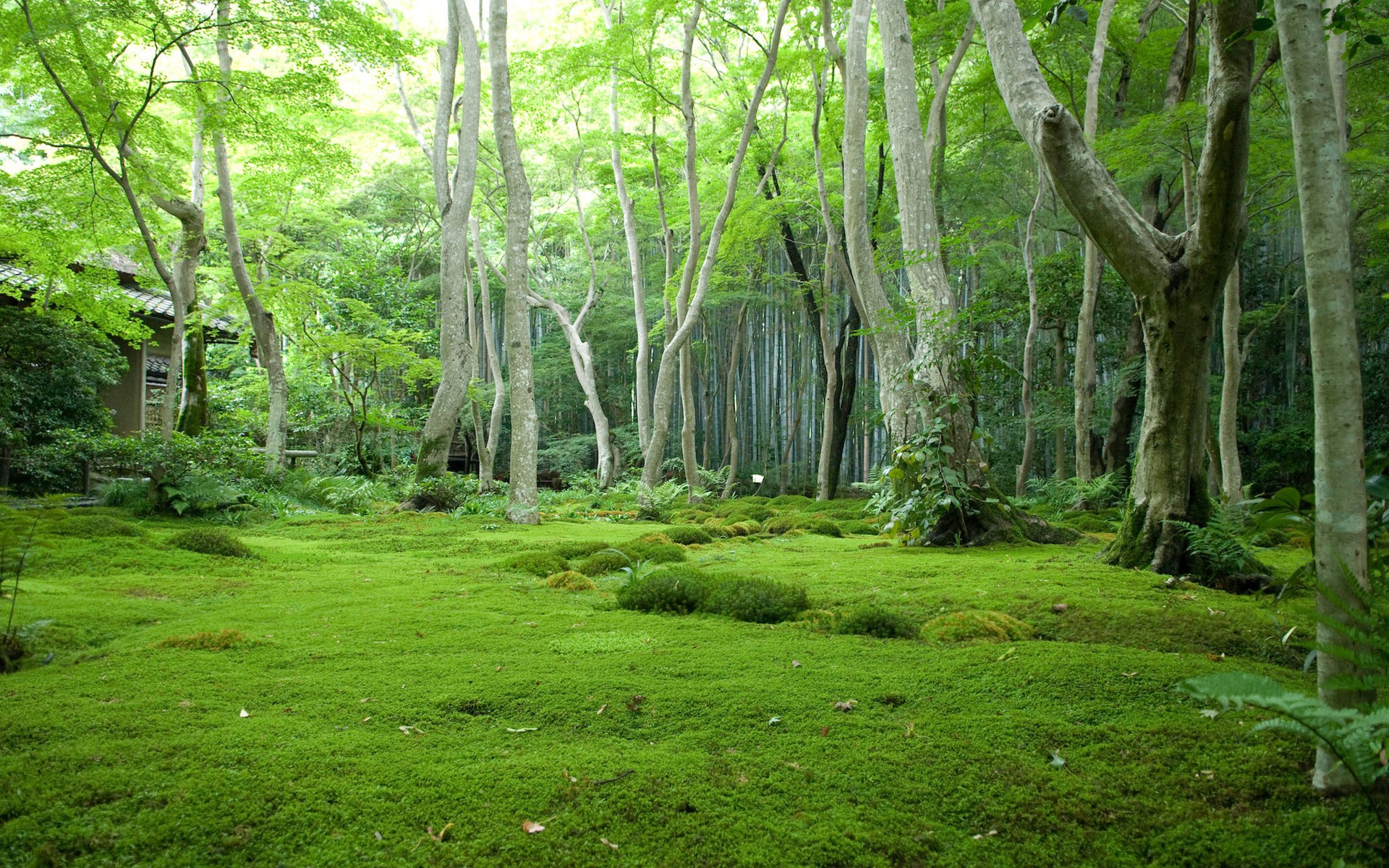 Download mobile wallpaper Forest, Earth for free.