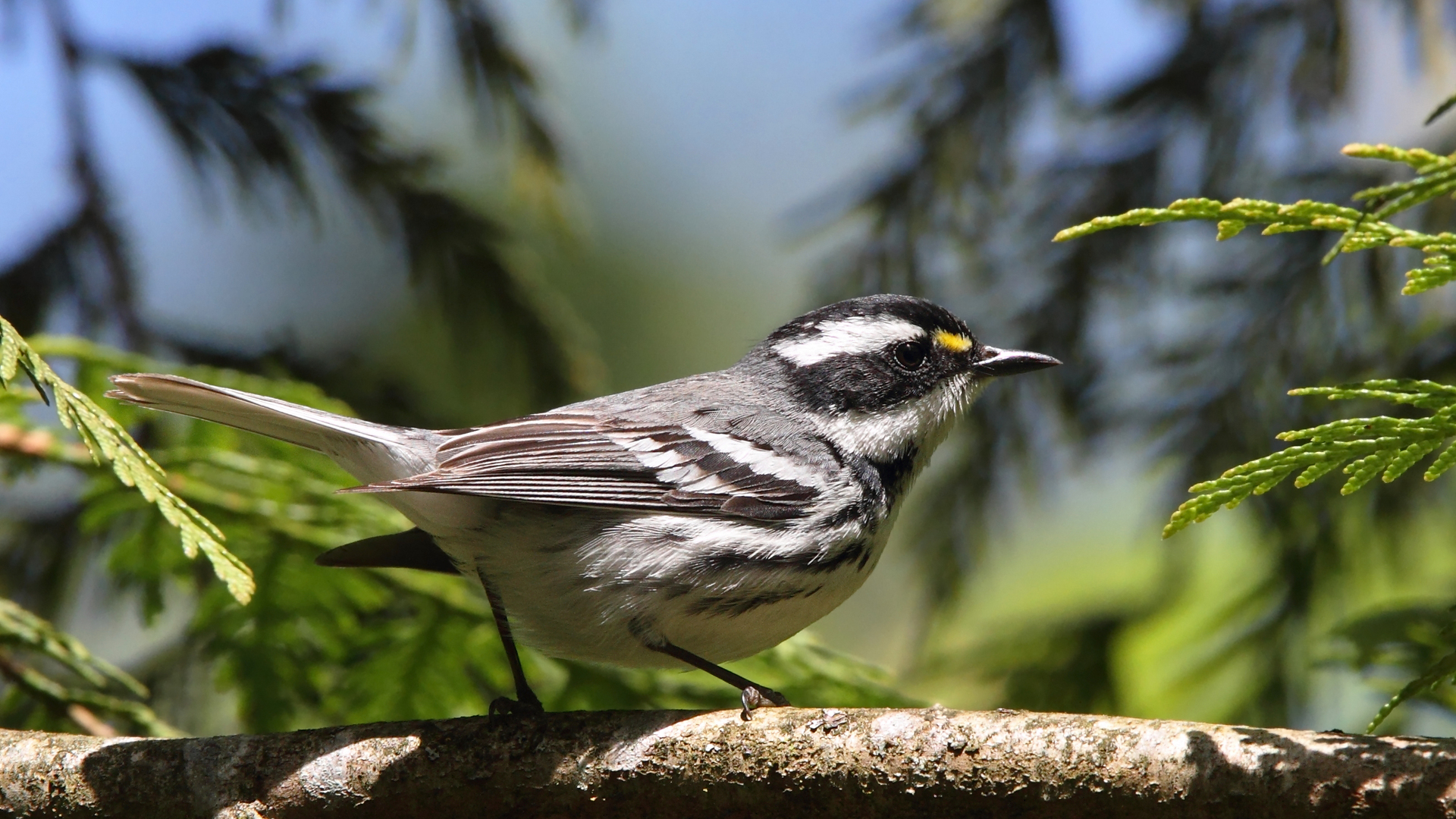 Laden Sie das Vogel, Vögel, Tiere-Bild kostenlos auf Ihren PC-Desktop herunter