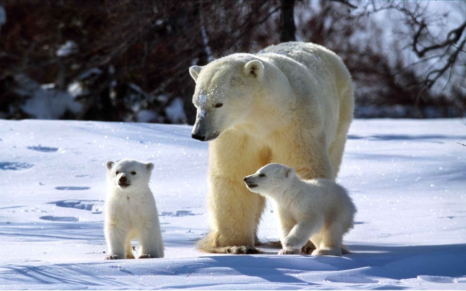 animal, polar bear, bears 4K, Ultra HD
