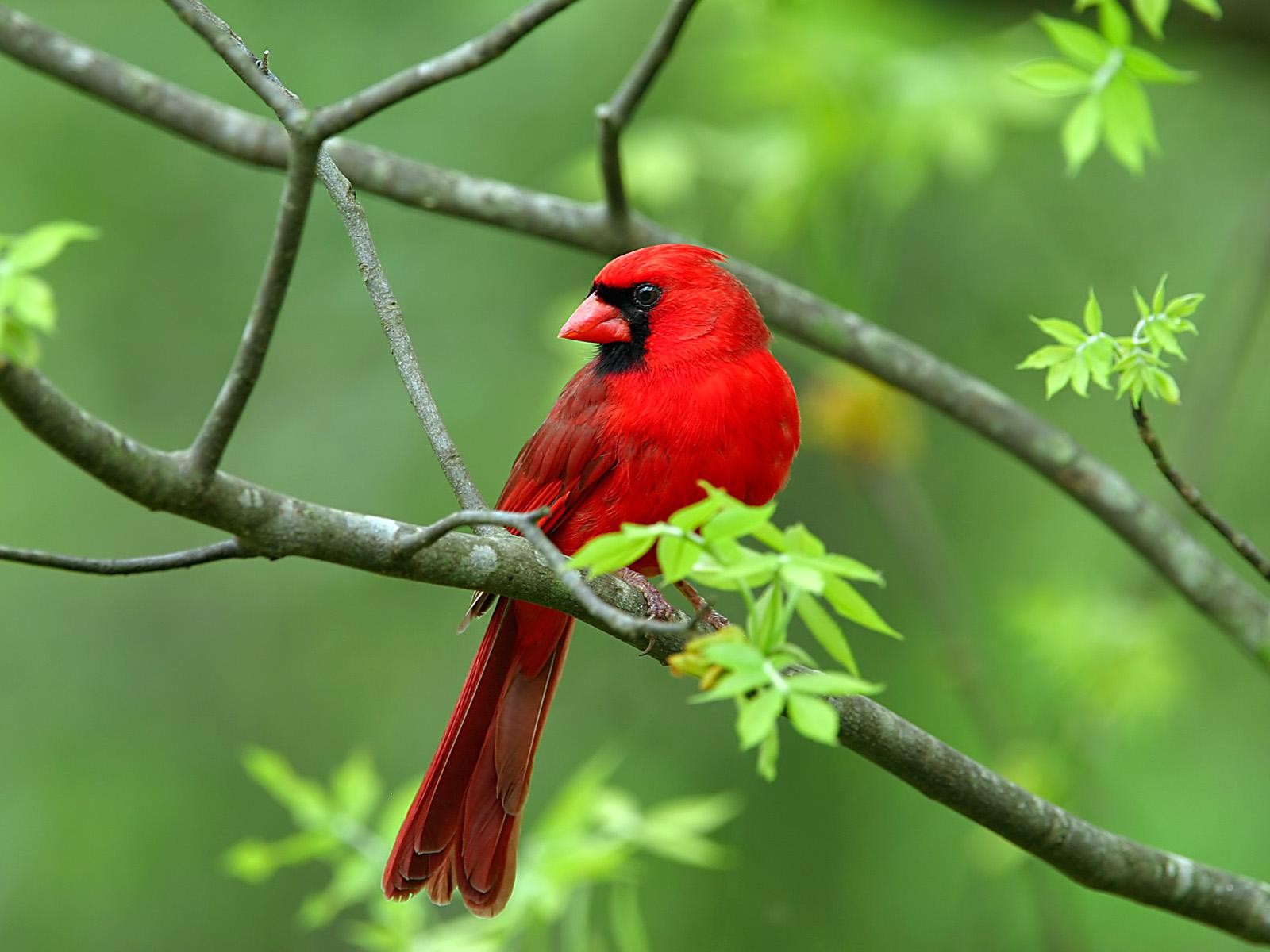 Téléchargez des papiers peints mobile Animaux, Oiseau, Branche, Des Oiseaux, Cardinal gratuitement.