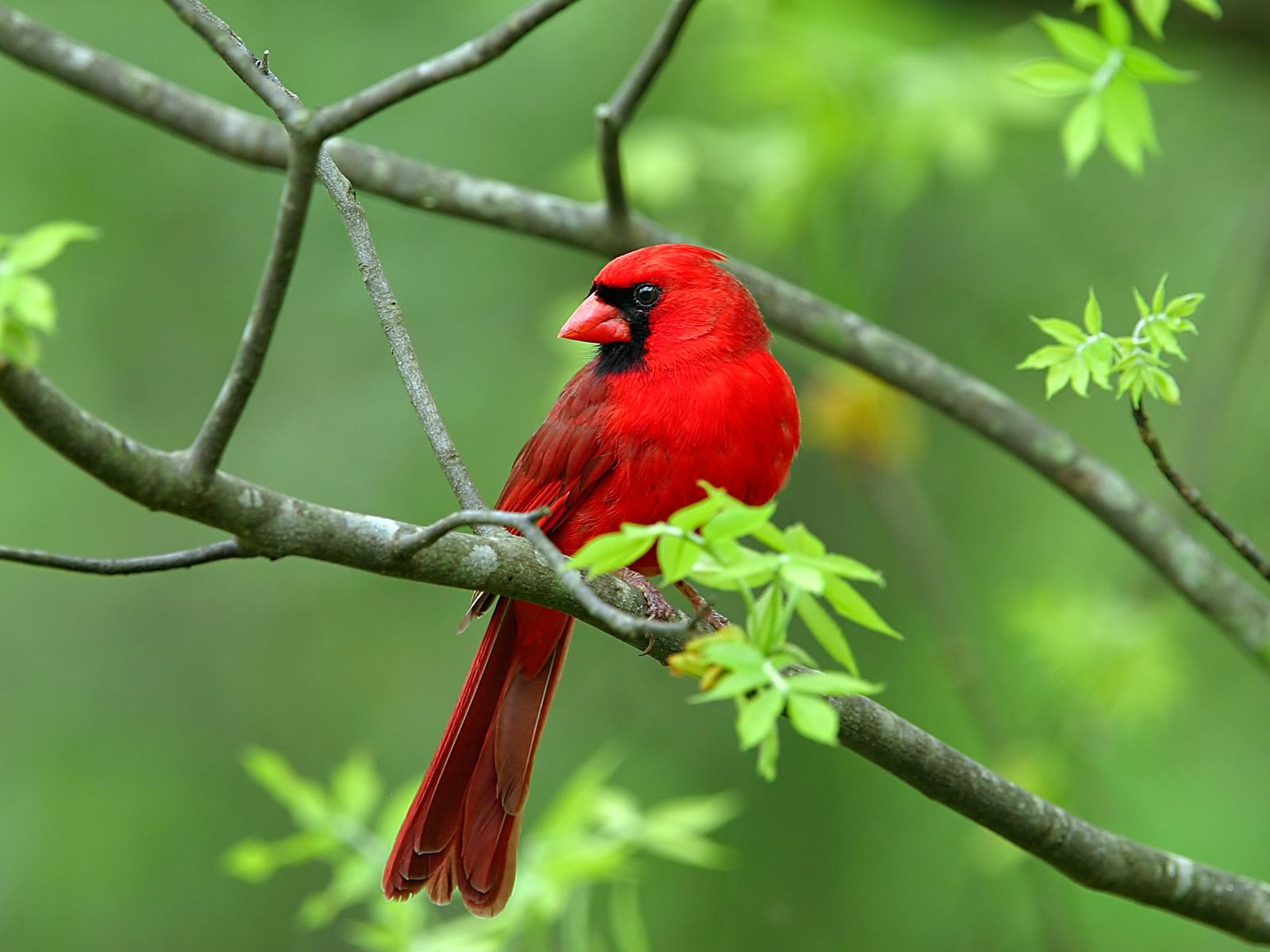 Download mobile wallpaper Birds, Bird, Branch, Animal, Cardinal for free.