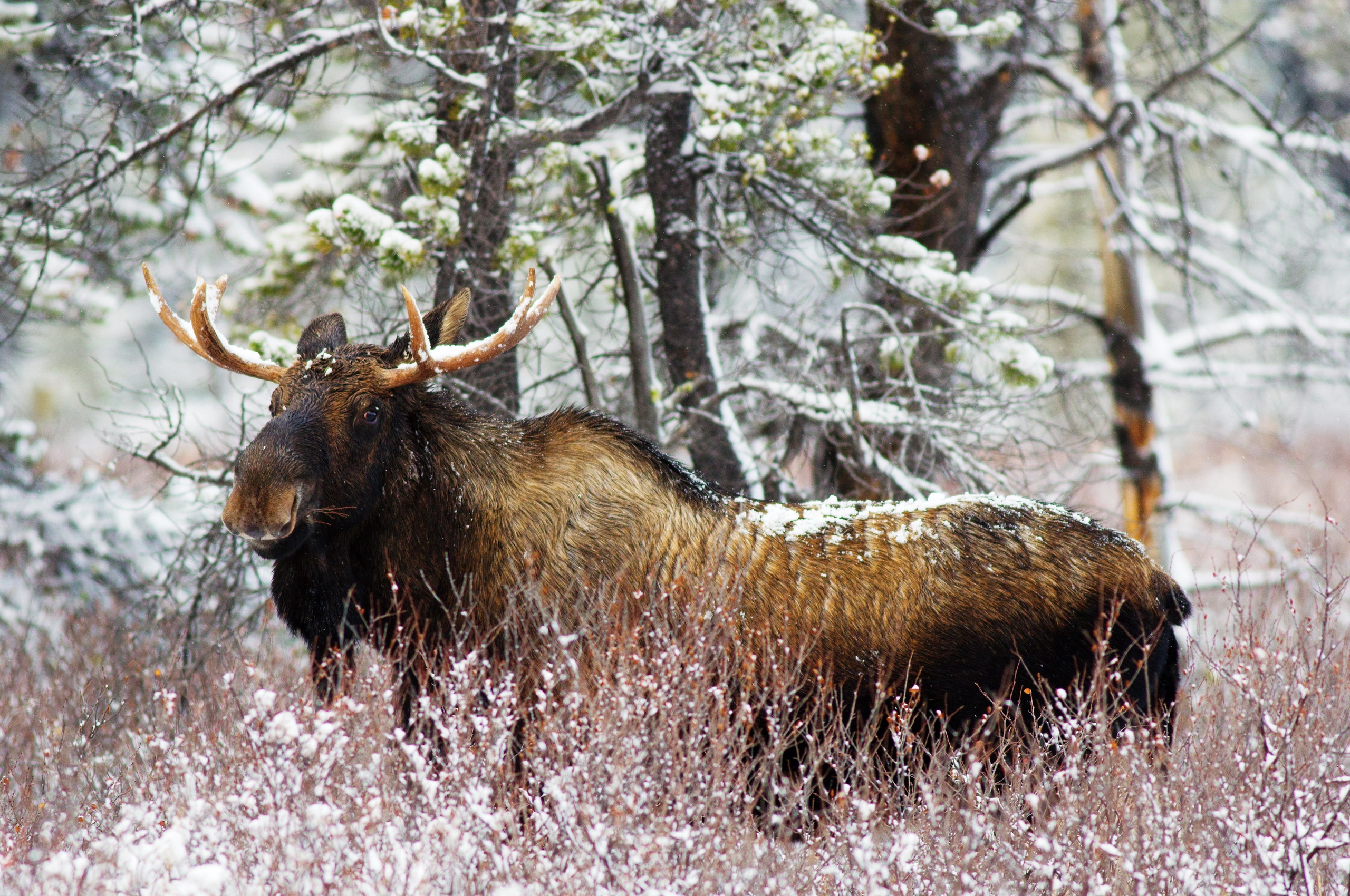 Free download wallpaper Stroll, Animals, Grass, Old, Elk on your PC desktop