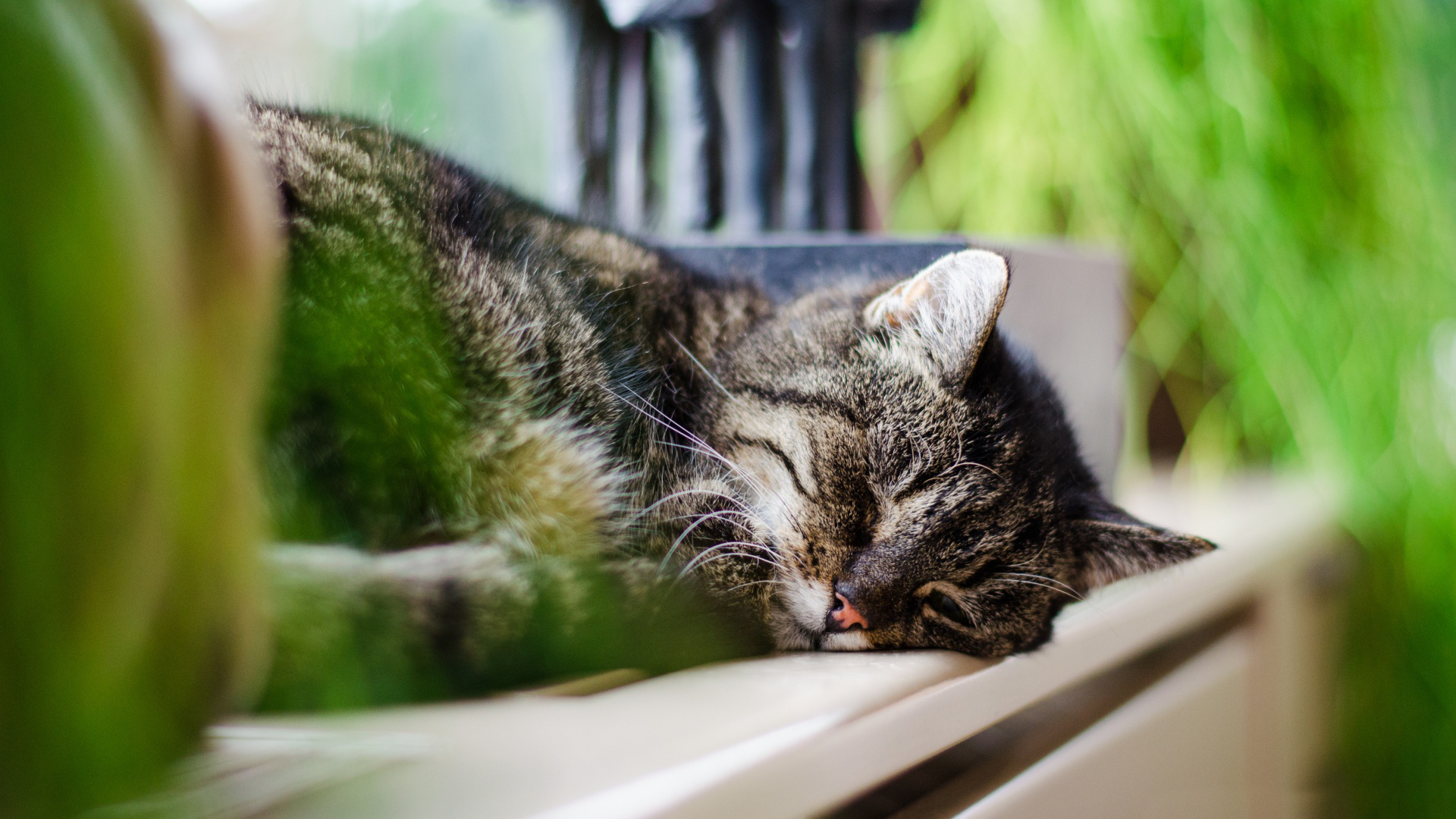 Baixe gratuitamente a imagem Animais, Gatos, Gato na área de trabalho do seu PC