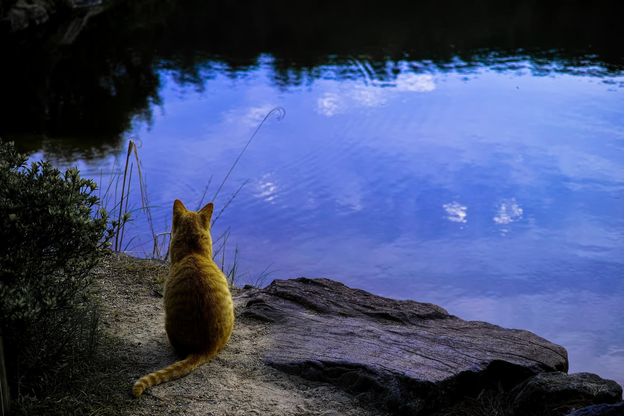 Laden Sie das Katze, Katzen, Tiere-Bild kostenlos auf Ihren PC-Desktop herunter