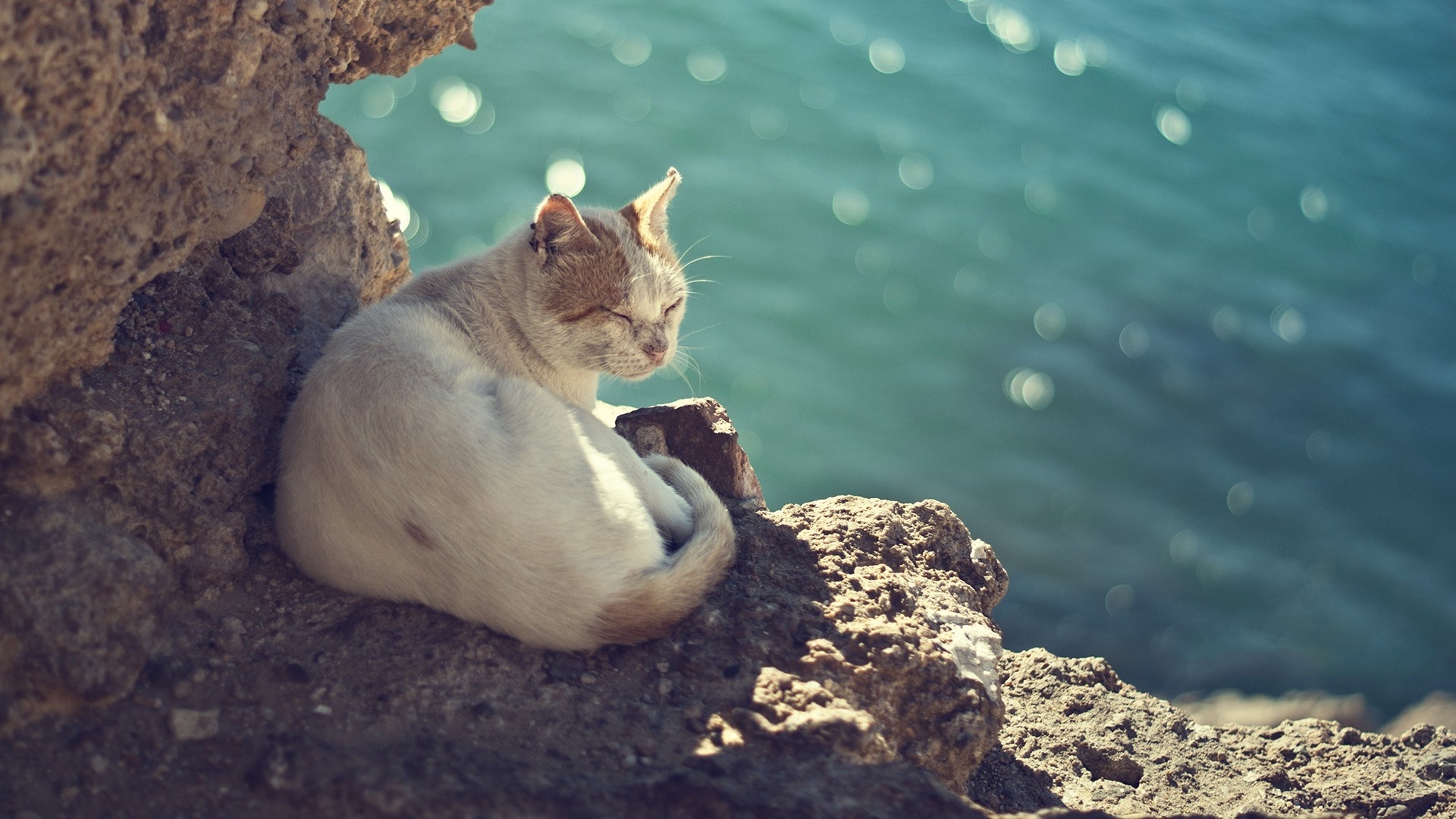 Handy-Wallpaper Tiere, Katzen, Katze kostenlos herunterladen.