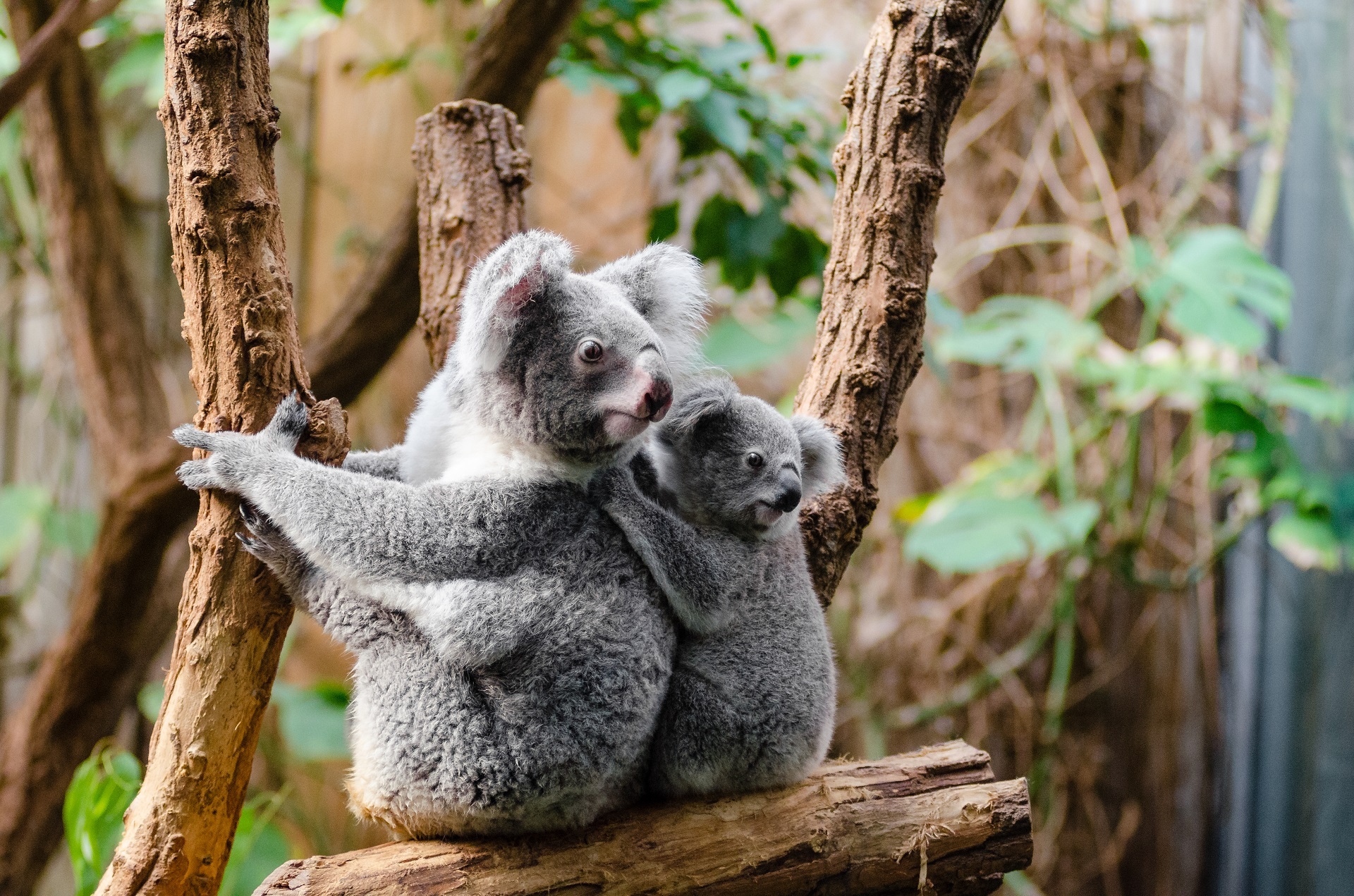 807694 скачать обои детеныш животного, животные, коала, млекопитающее, сумчатый - заставки и картинки бесплатно