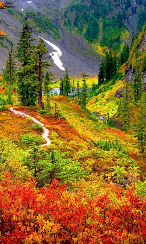 Скачать картинку Пейзаж, Осень, Дерево, Падать, Земля/природа в телефон бесплатно.