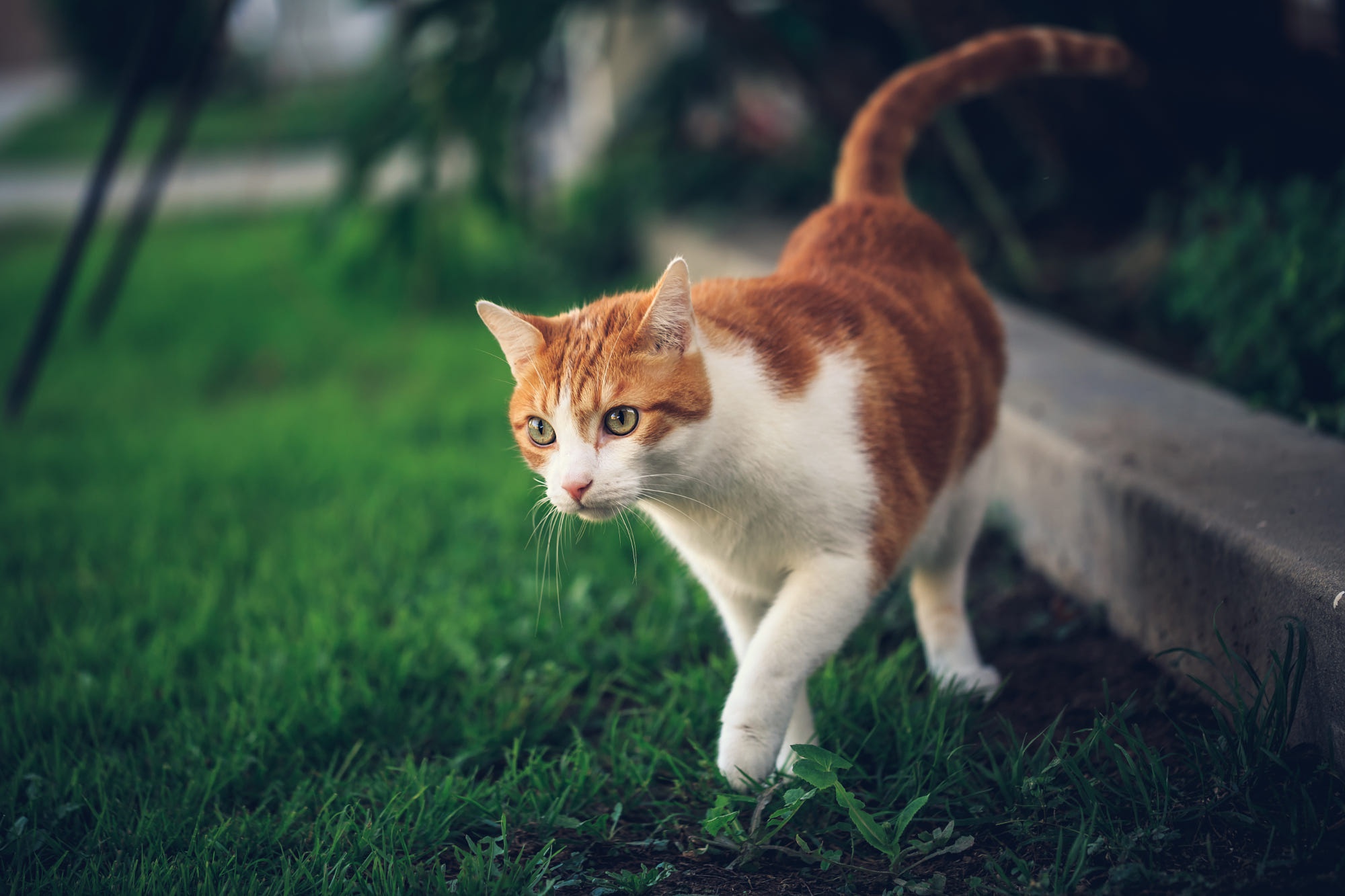 Handy-Wallpaper Katze, Katzen, Tiere kostenlos herunterladen.