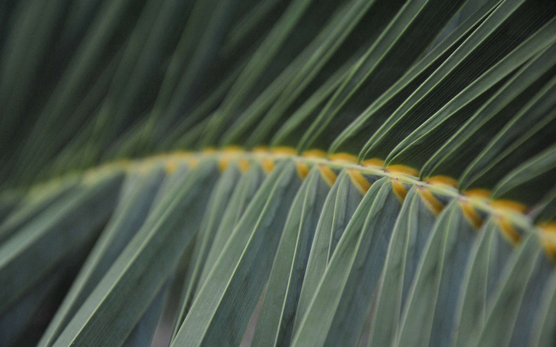 Download mobile wallpaper Grass, Branch, Macro, Leaves, Form for free.