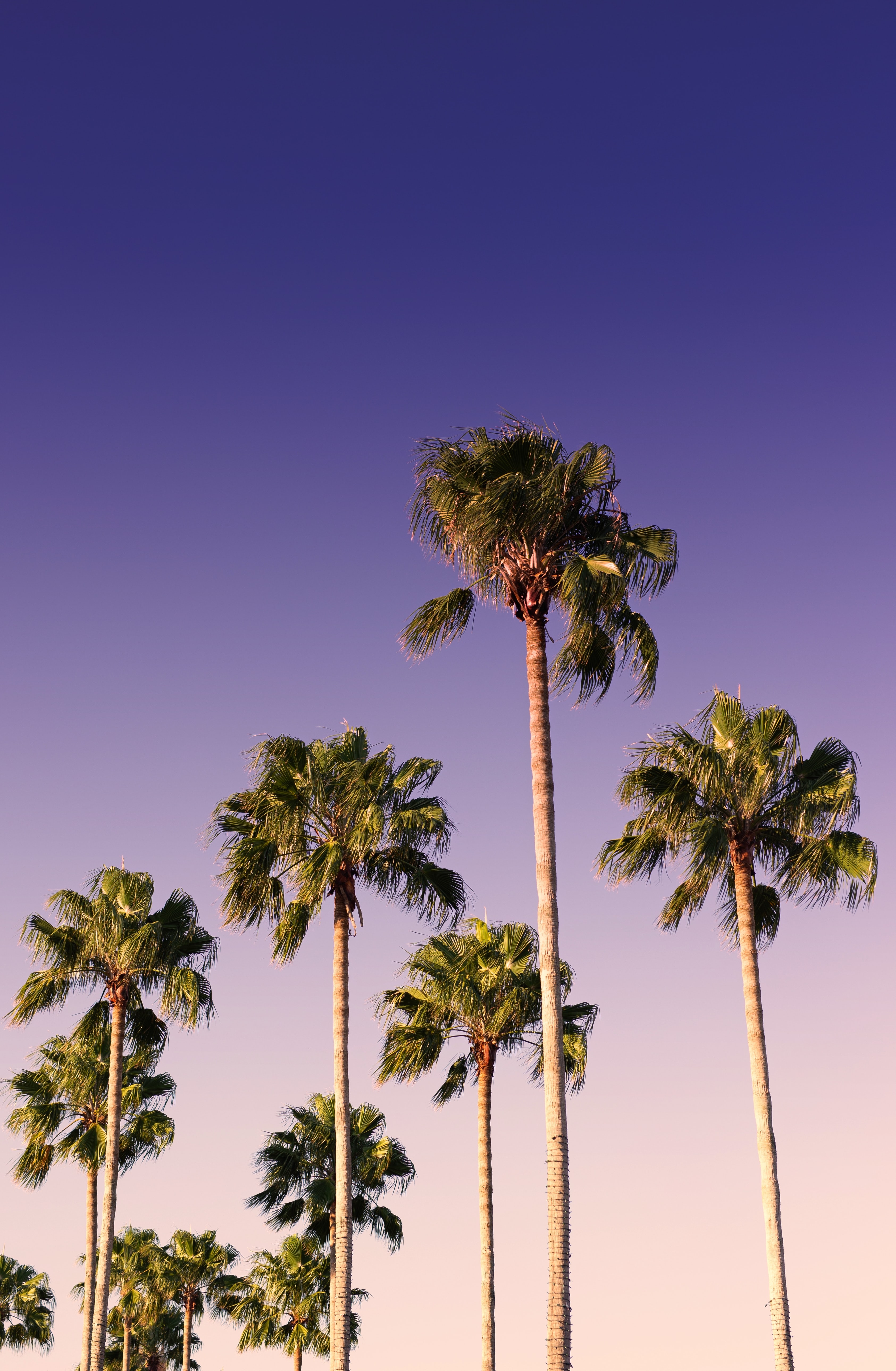 nature, palms, branches, trees, sky 8K