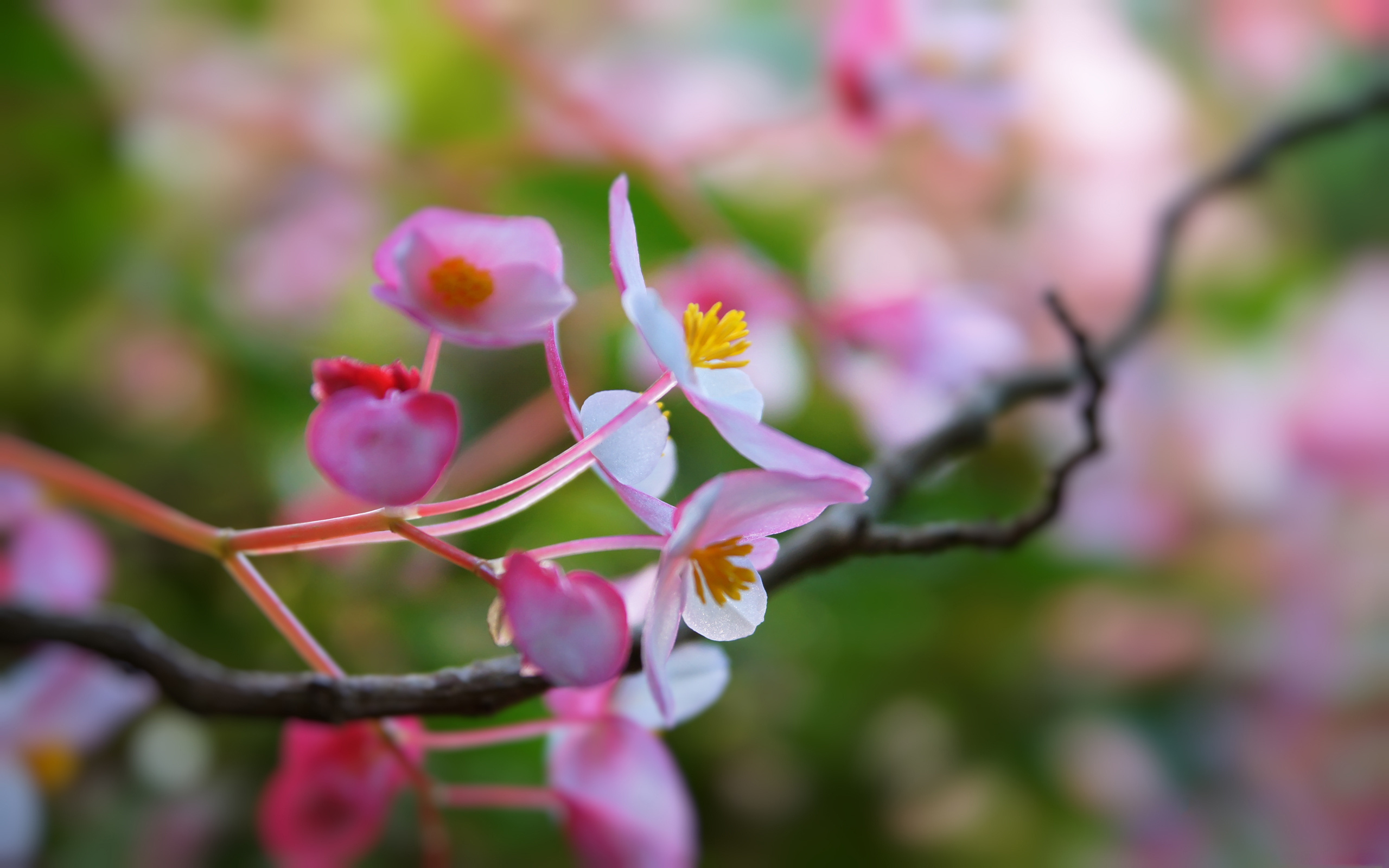 Download mobile wallpaper Flowers, Earth, Blossom for free.