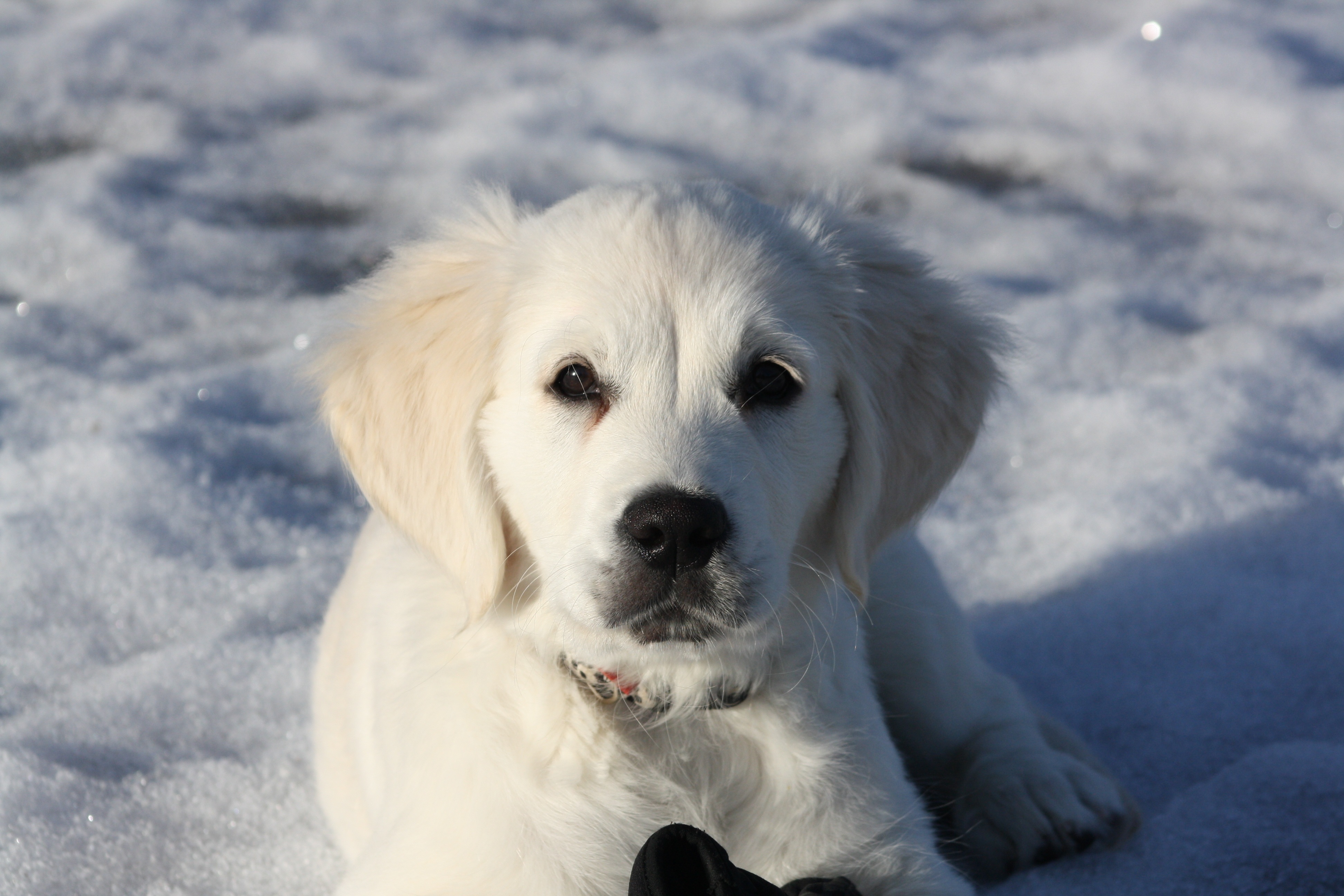 Download mobile wallpaper Animals, Snow, Winter, Puppy, Golden Retriever for free.