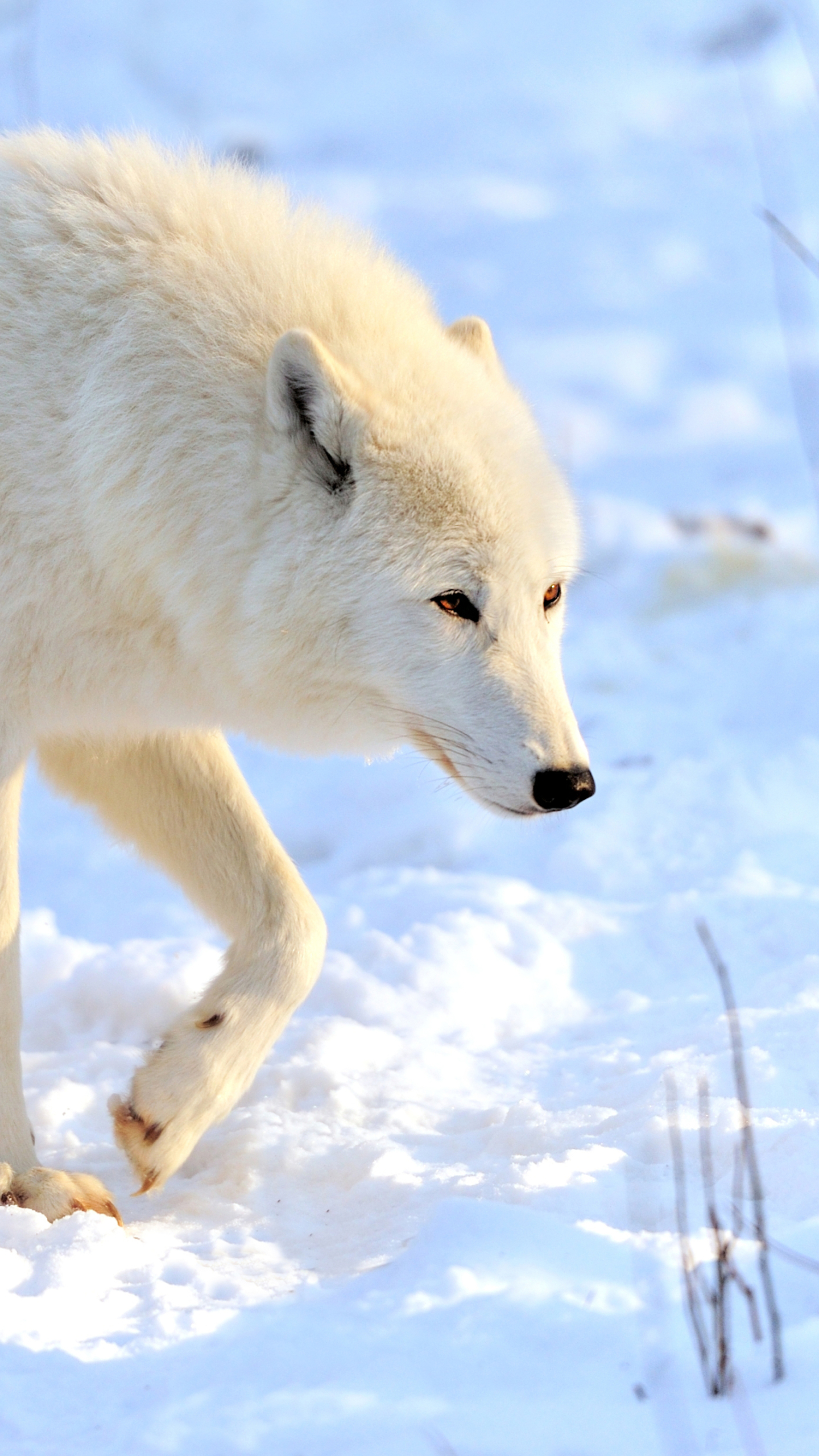 Handy-Wallpaper Tiere, Winter, Schnee, Wolf, Wolves kostenlos herunterladen.