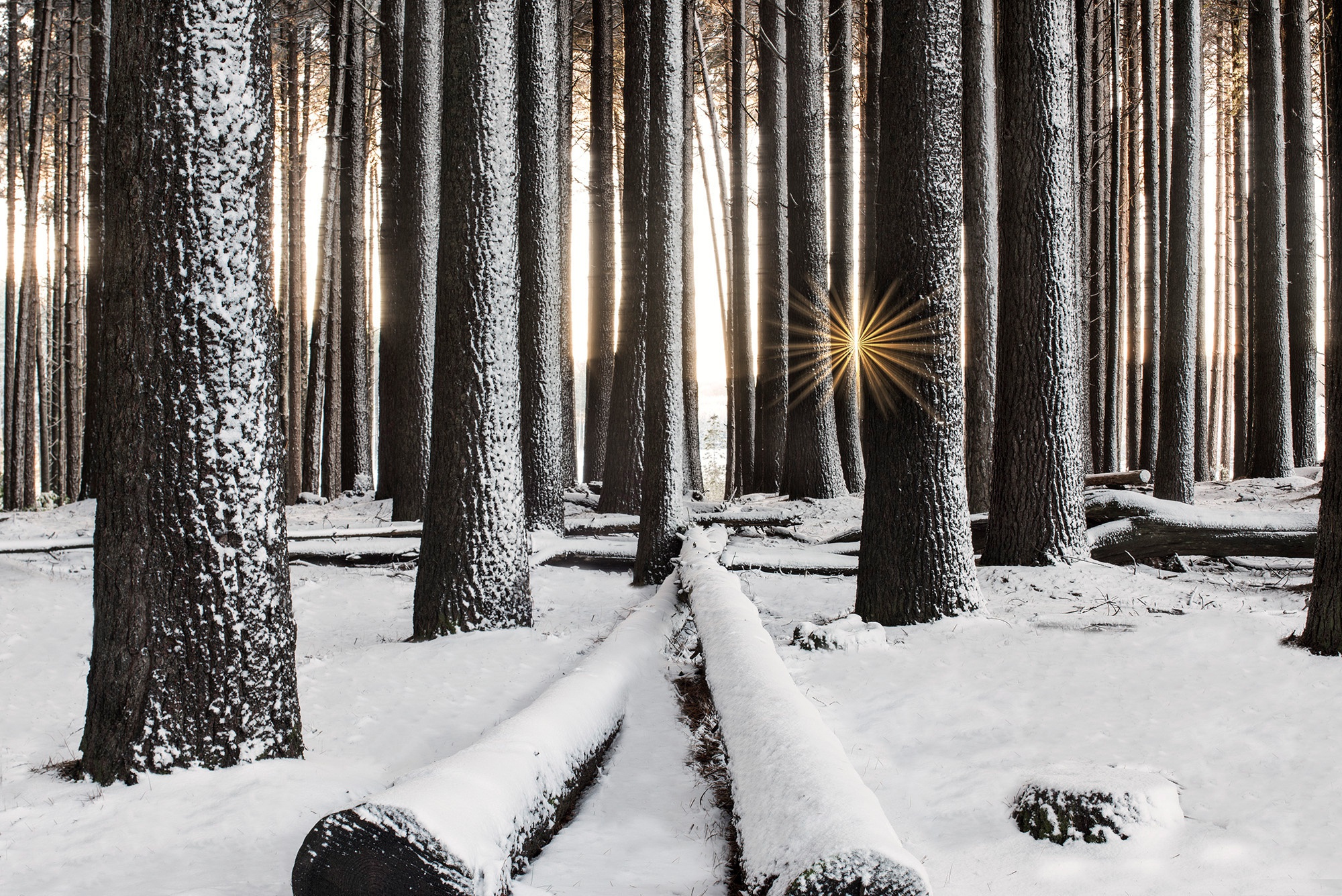 Download mobile wallpaper Winter, Nature, Snow, Forest, Tree, Earth, Sunbeam for free.