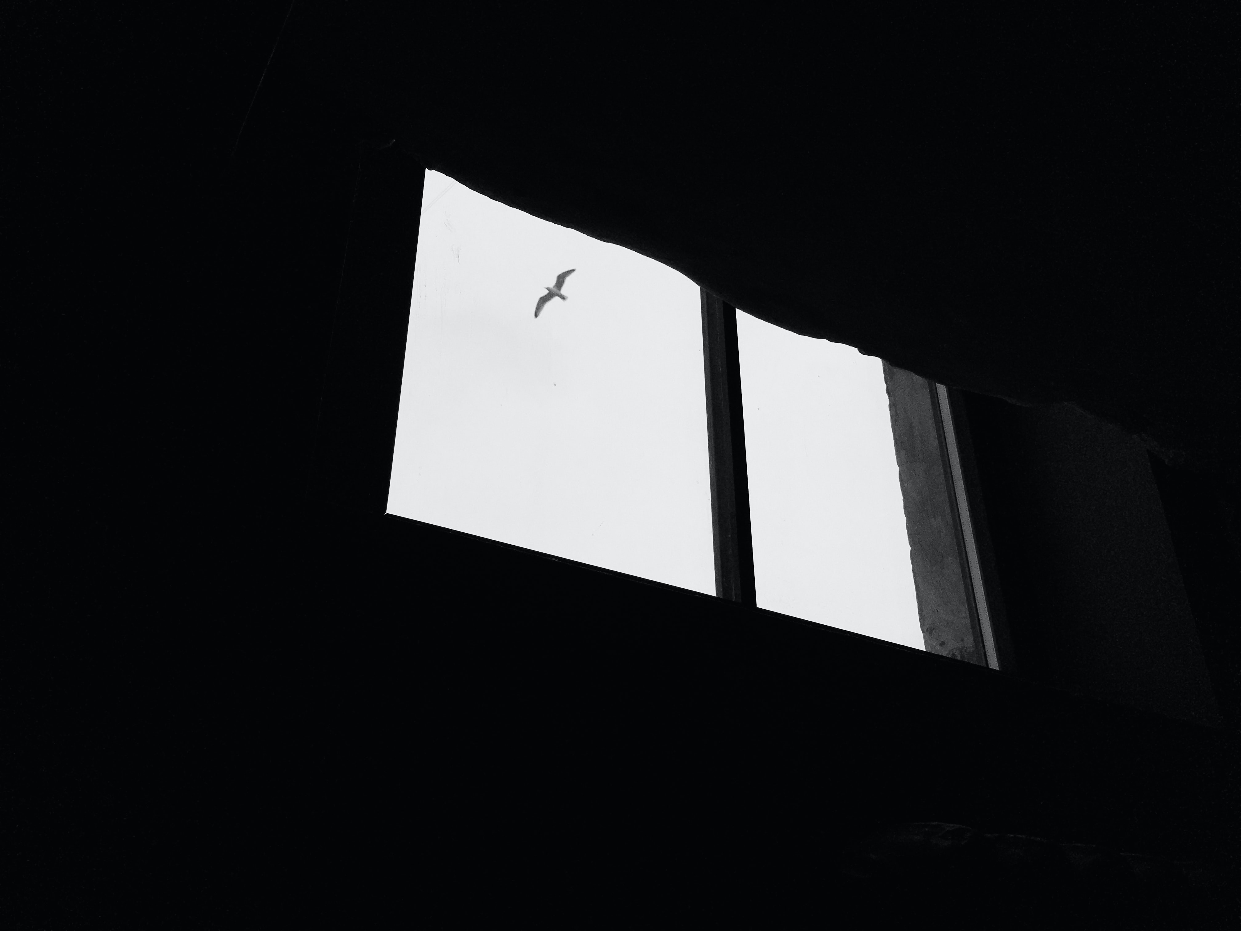 seagull, sky, miscellanea, miscellaneous, bird, window, gull