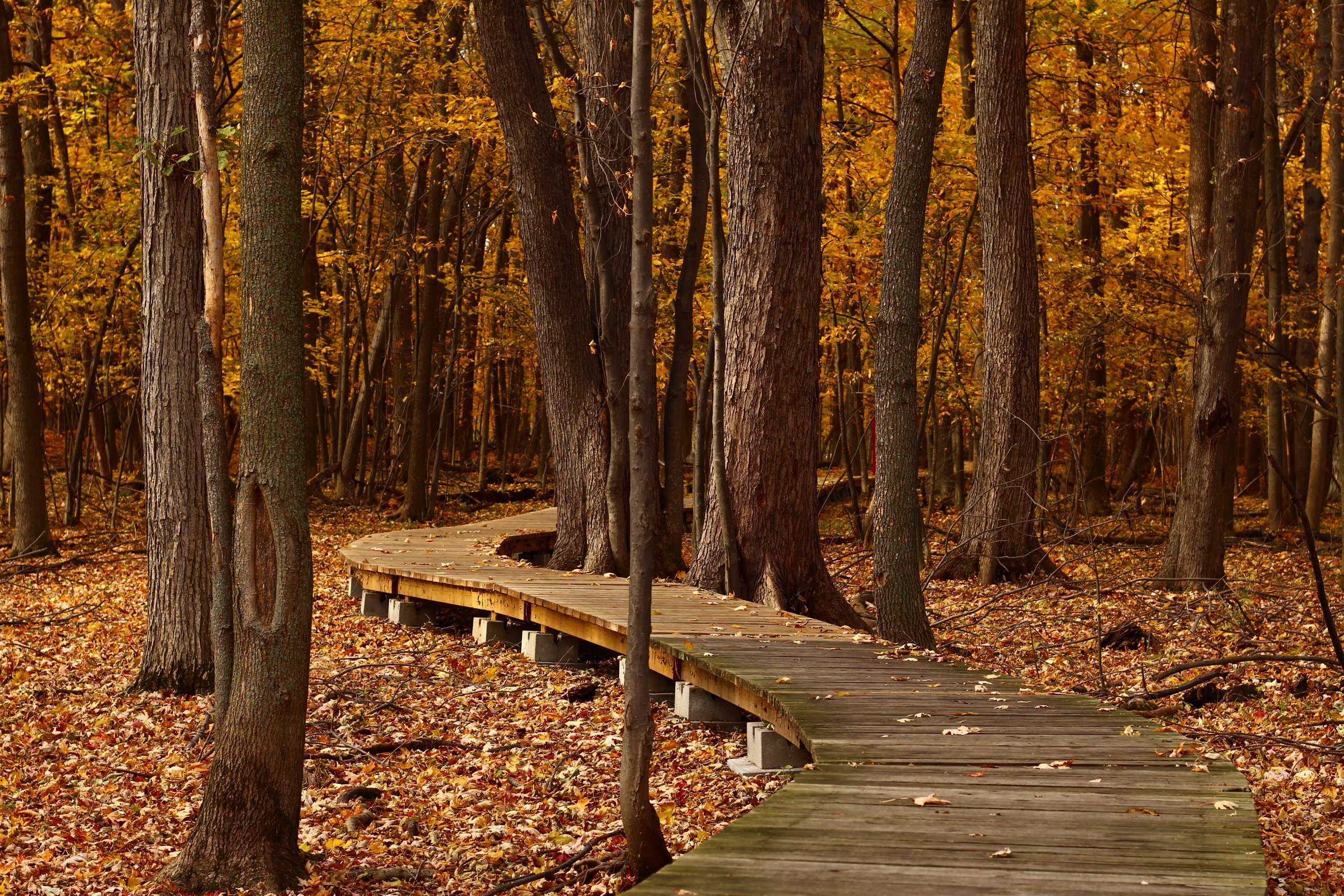 Скачати мобільні шпалери Природа, Дерева, Парк, Листя, Осінь безкоштовно.