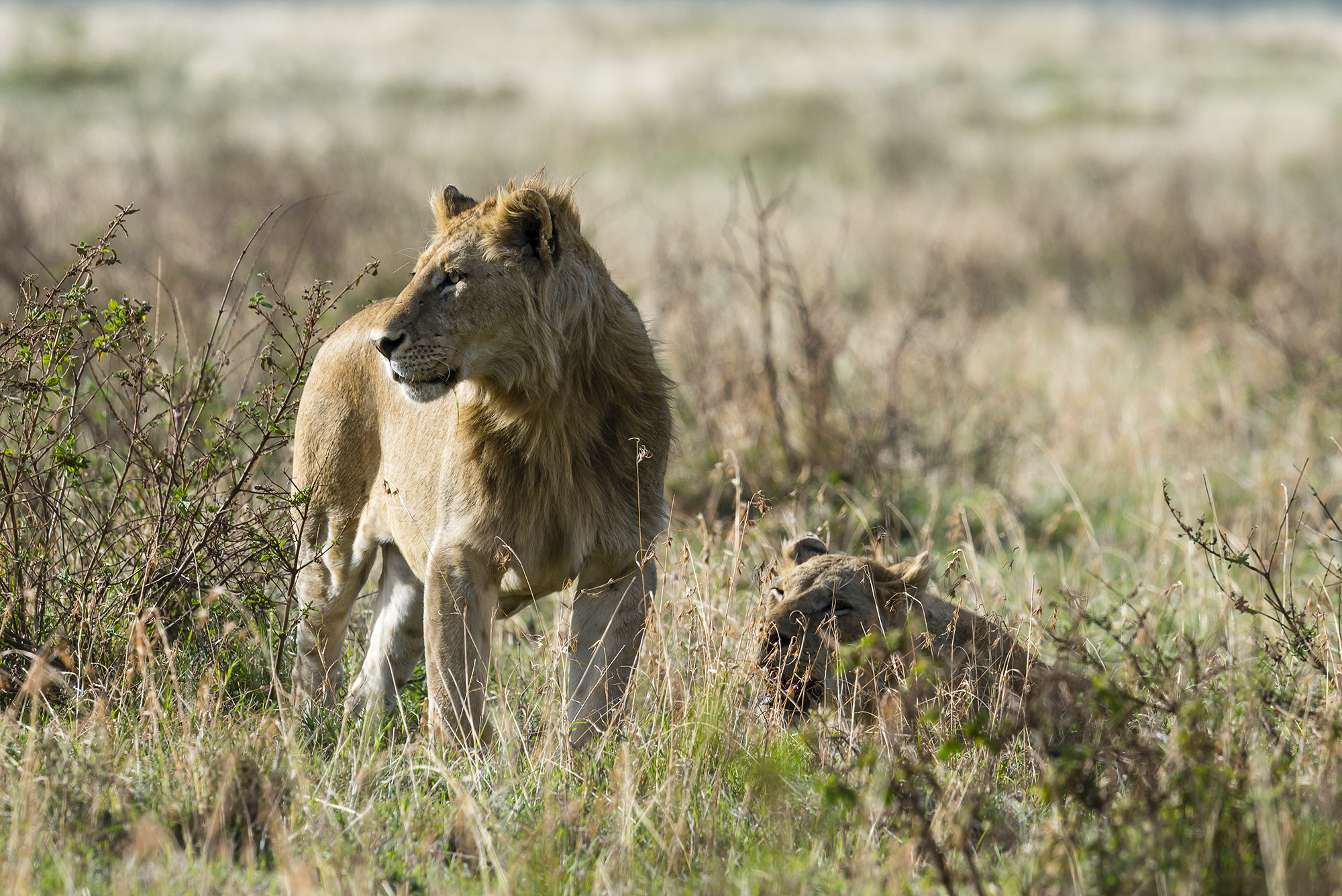 Laden Sie das Tiere, Katzen, Löwe-Bild kostenlos auf Ihren PC-Desktop herunter