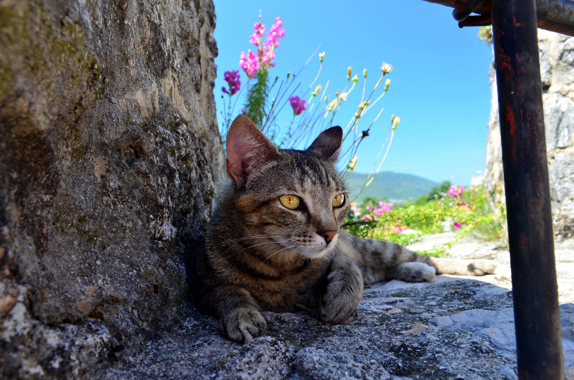 Laden Sie das Tiere, Katzen, Katze-Bild kostenlos auf Ihren PC-Desktop herunter