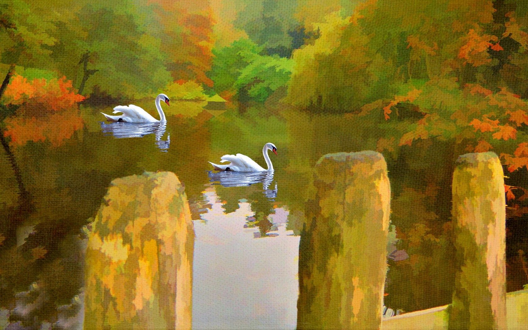 miscellanea, swans, lake, miscellaneous, picture