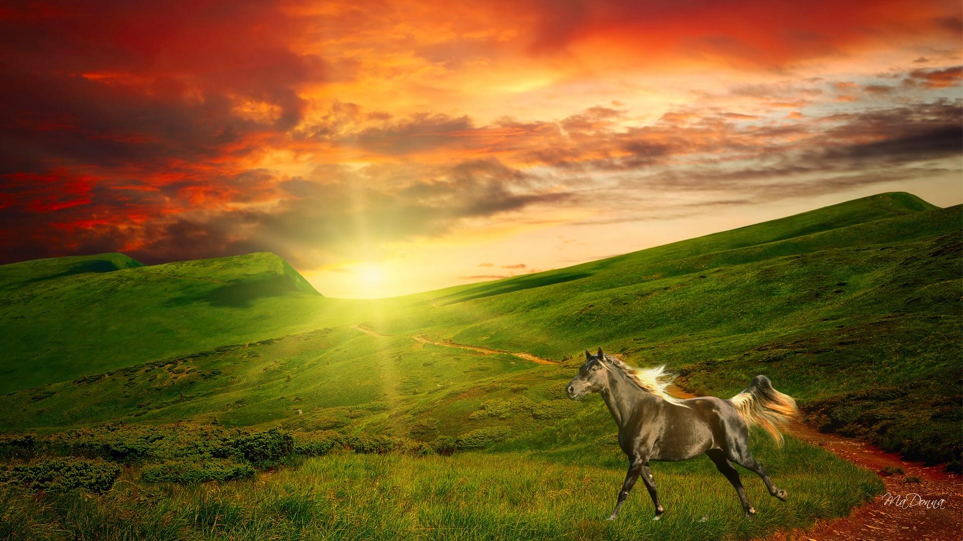Download mobile wallpaper Grass, Sky, Sun, Sunrise, Field, Animal, Cloud, Horse, Orange (Color), Sunshine for free.
