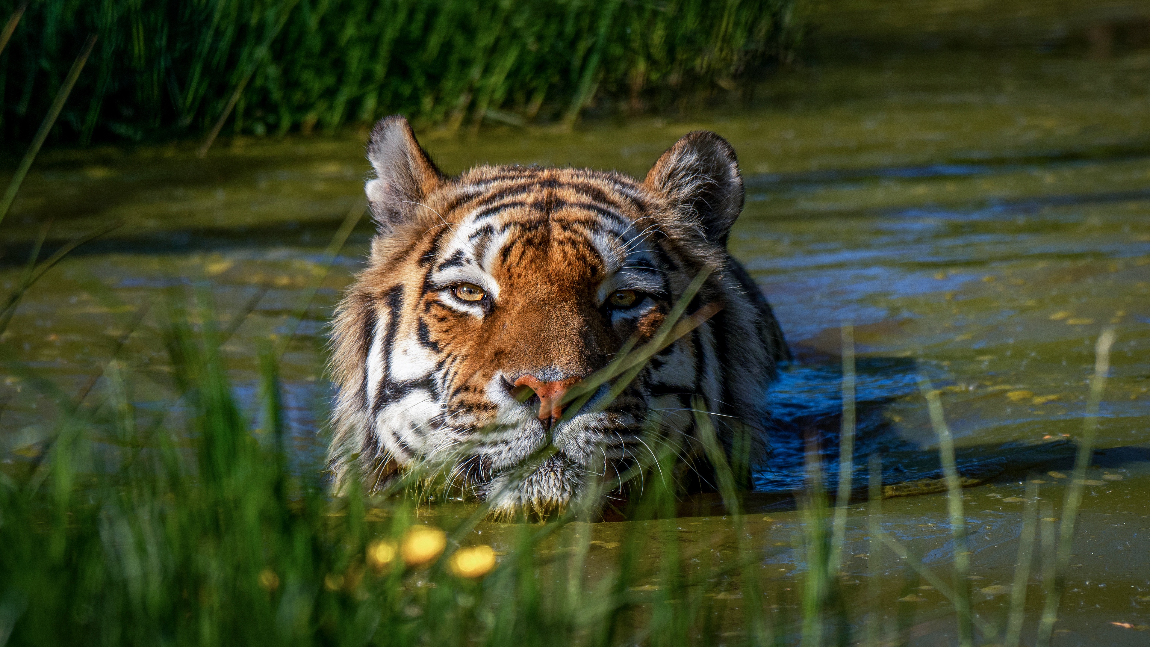 Descarga gratuita de fondo de pantalla para móvil de Animales, Gatos, Tigre.