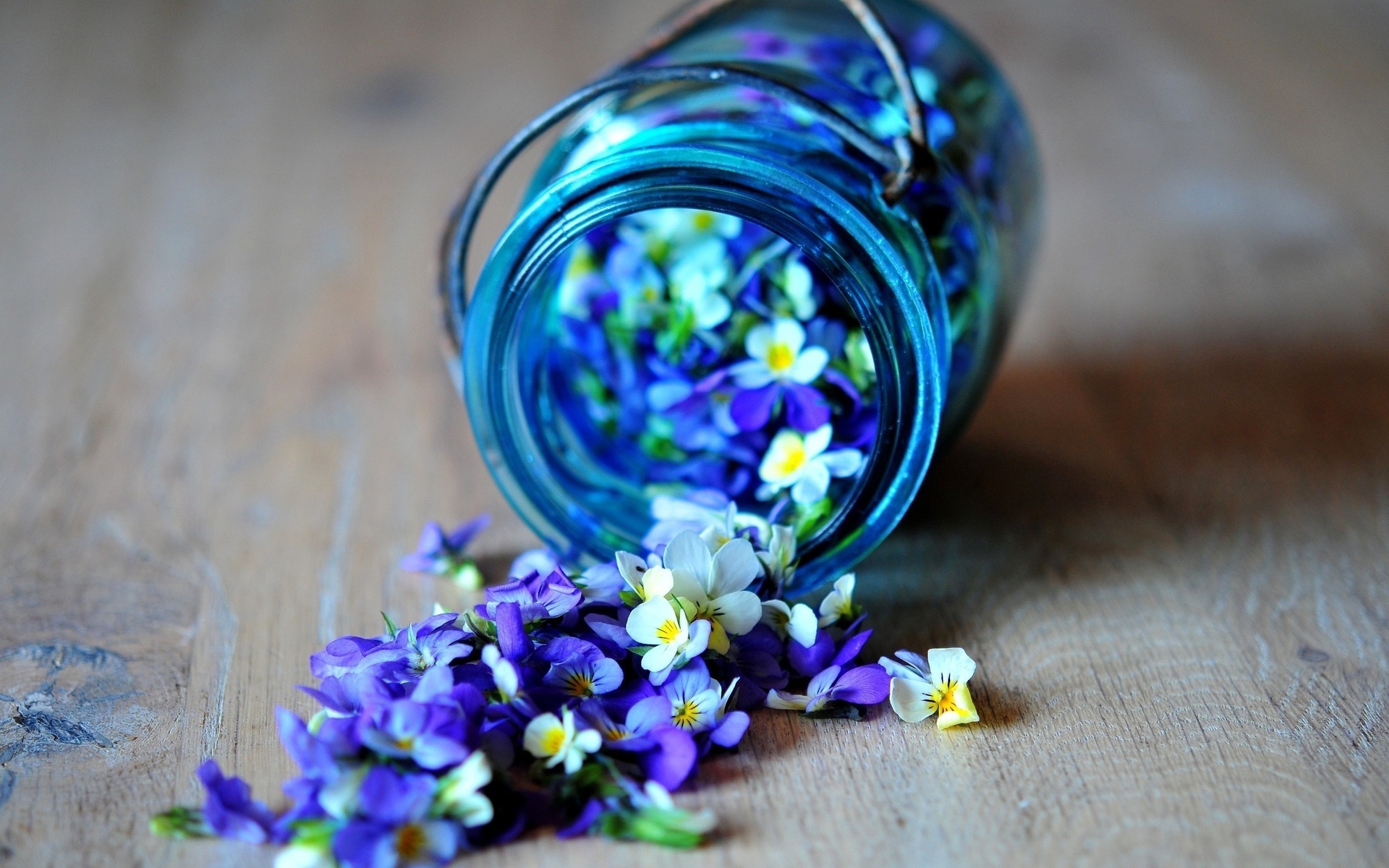 Descarga gratuita de fondo de pantalla para móvil de Flor, Fotografía, Bodegón.