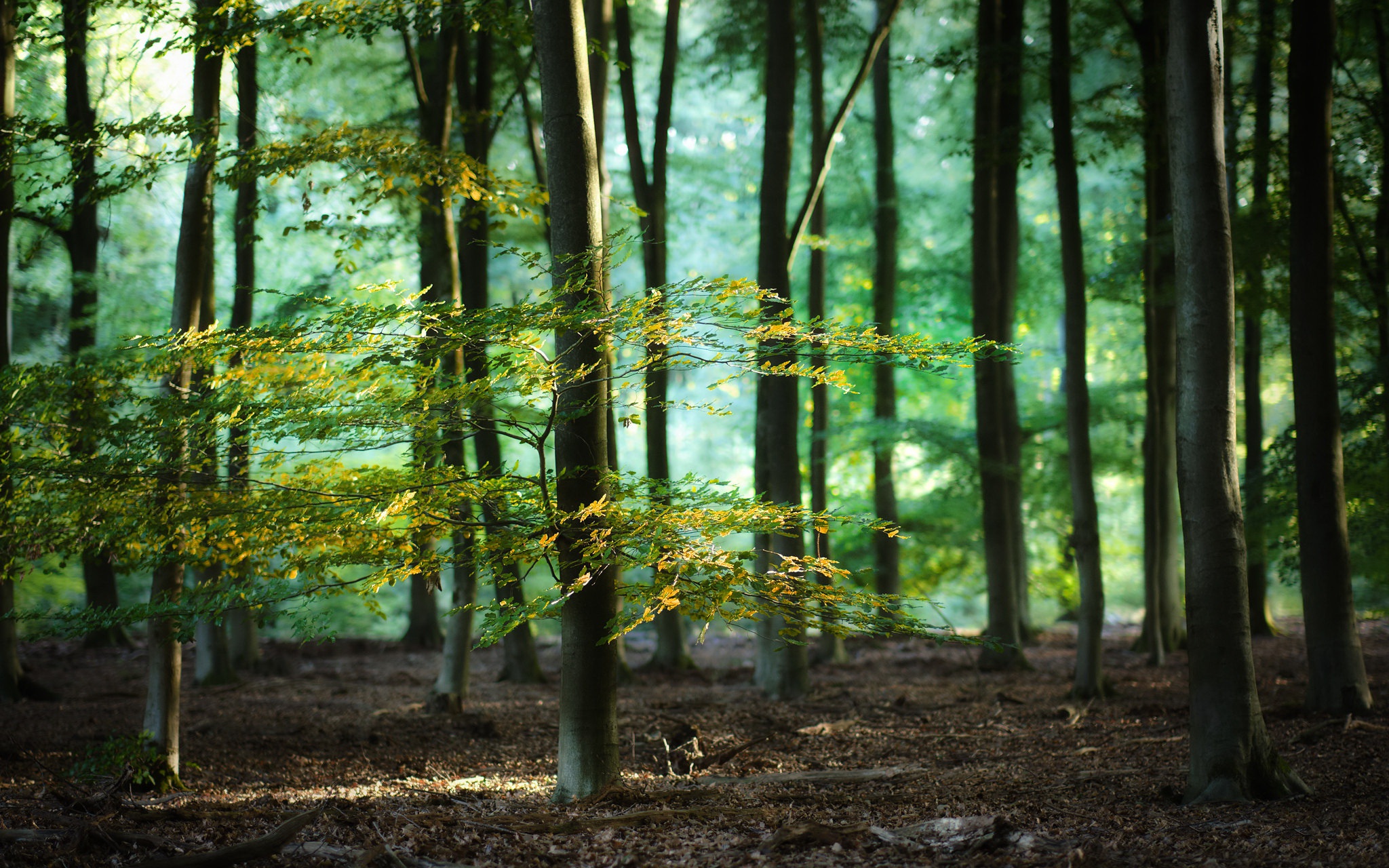 Téléchargez gratuitement l'image Été, Forêt, La Nature, Terre/nature sur le bureau de votre PC