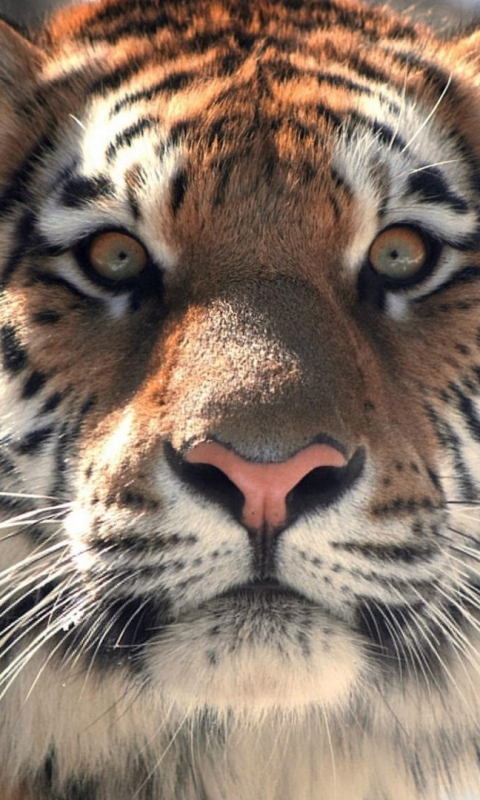 Descarga gratuita de fondo de pantalla para móvil de Animales, Gatos, Tigre.