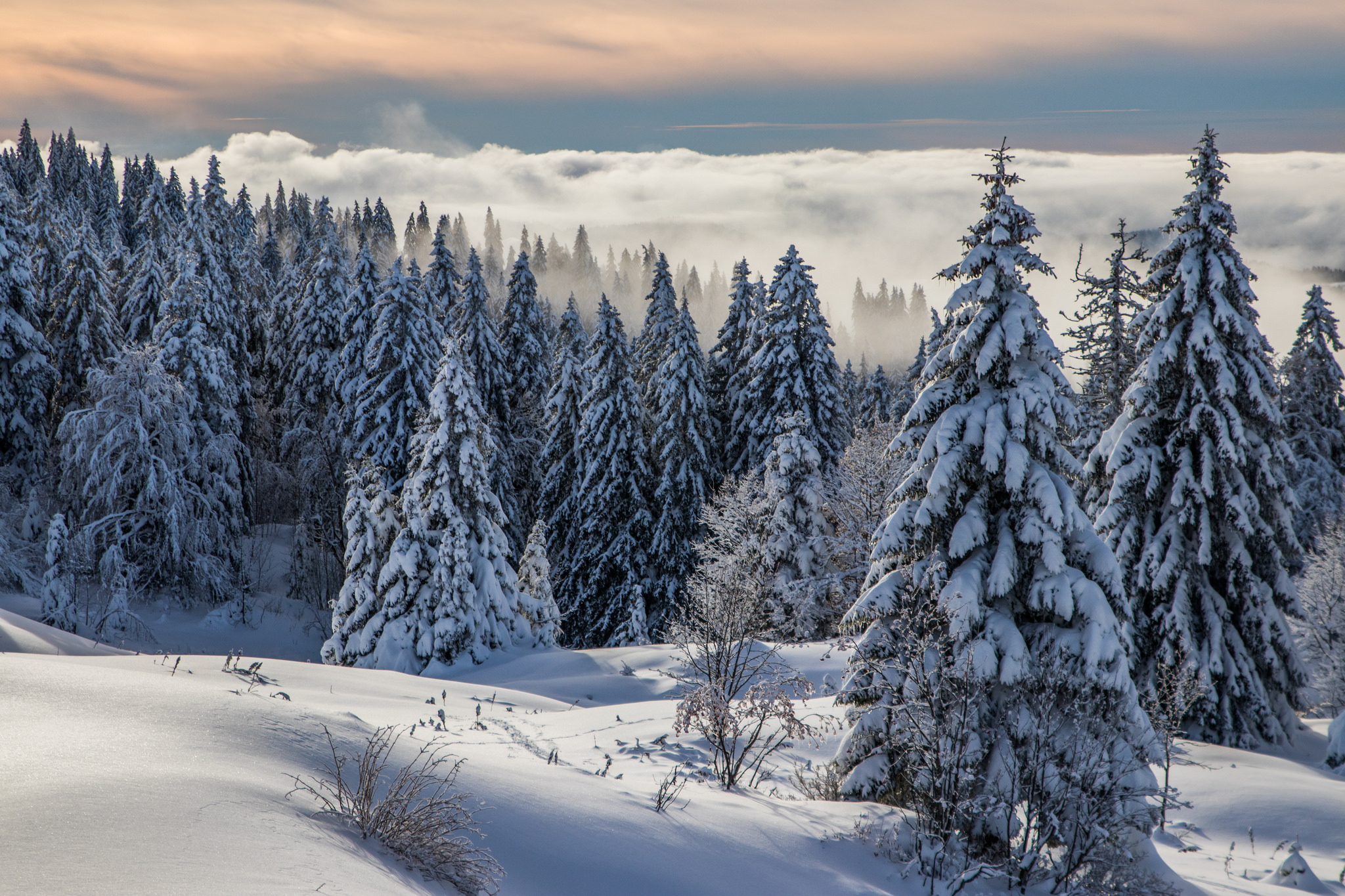 PCデスクトップに冬, 木, 雪, 森, 地球, パイン画像を無料でダウンロード